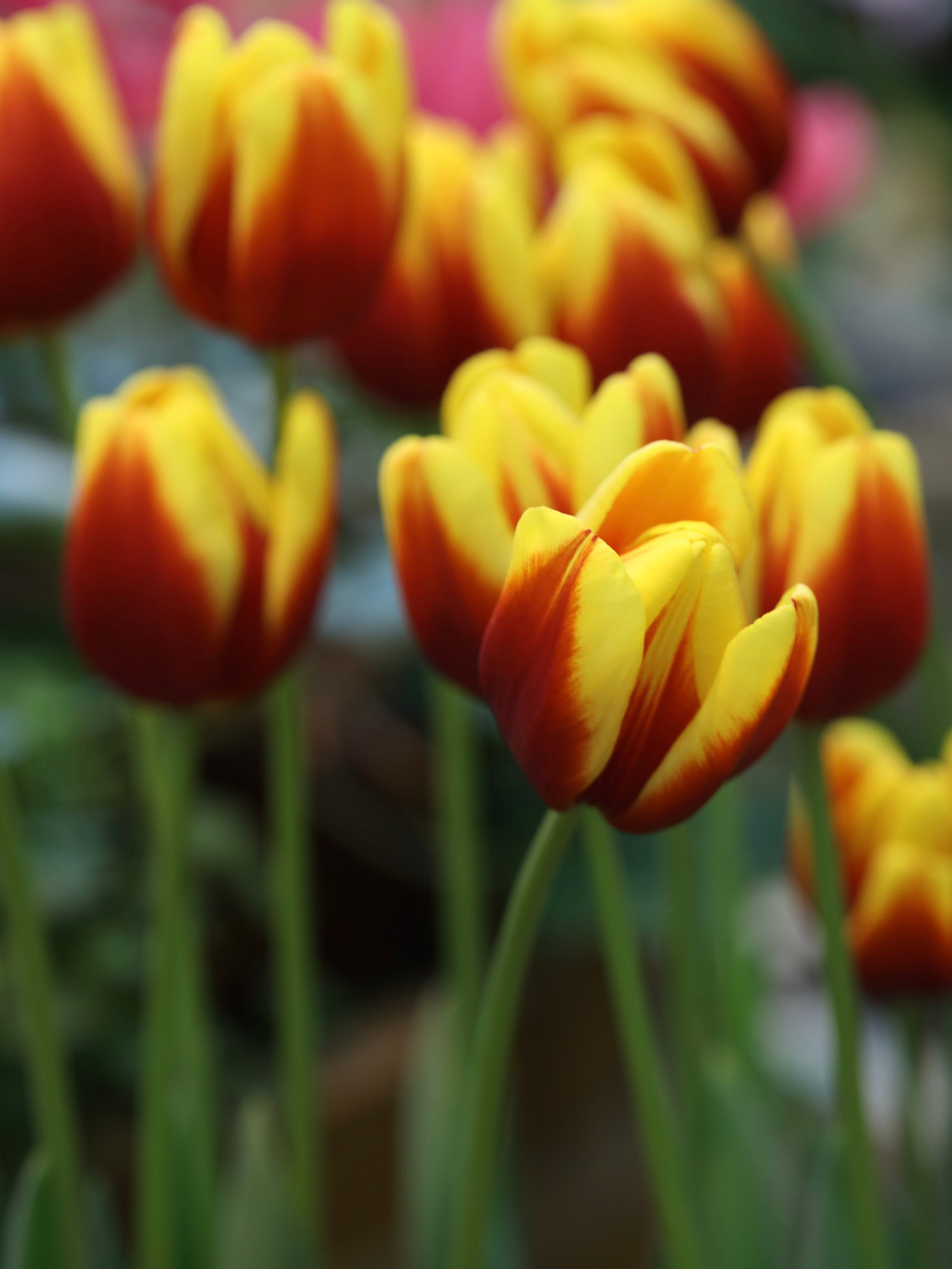 Весенние цветы. Фотосессии и репортаж — Фотограф в Москве — Рина Серёгина