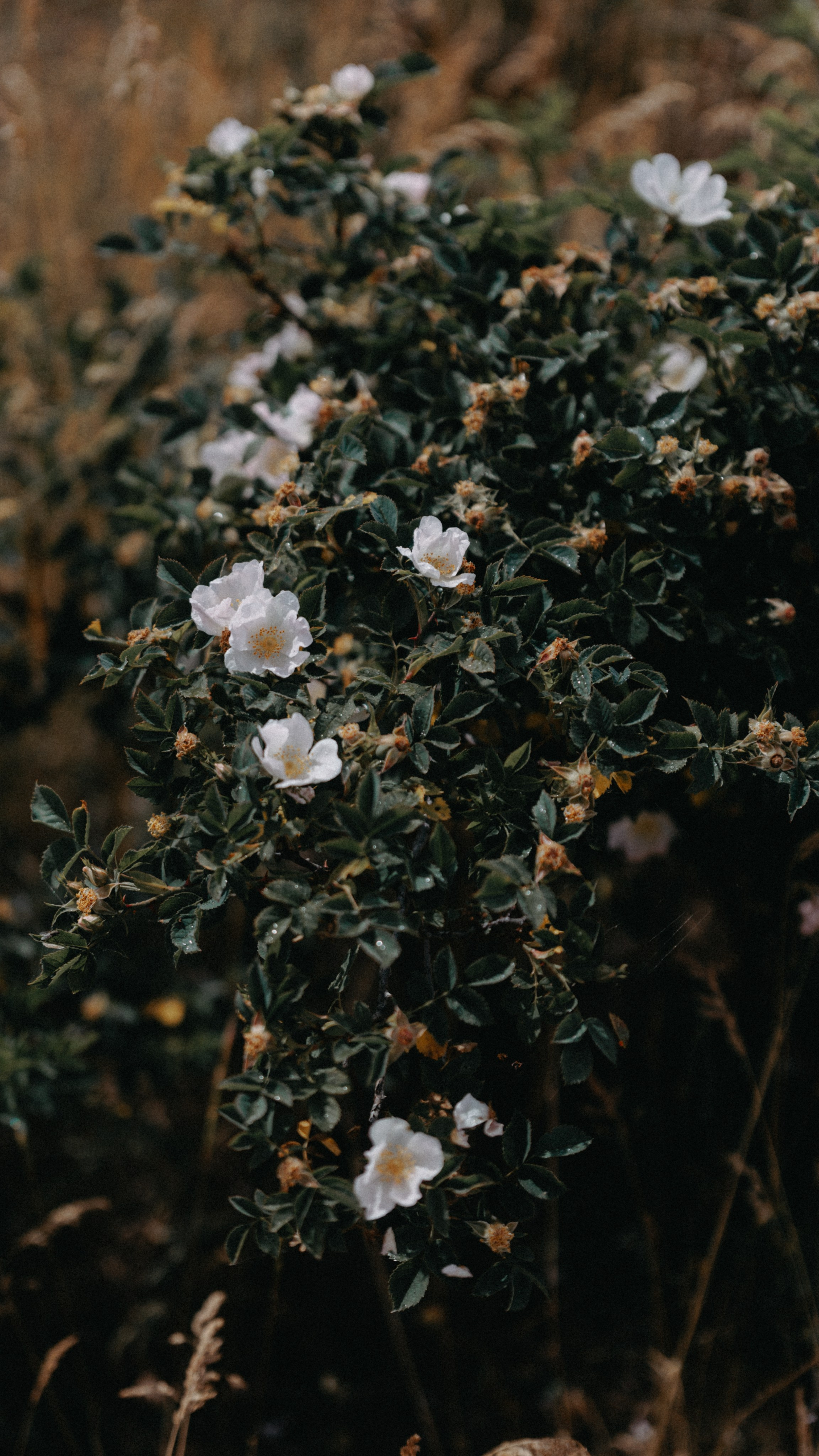 Заставки на телефон. Семейный фотограф в Белгороде