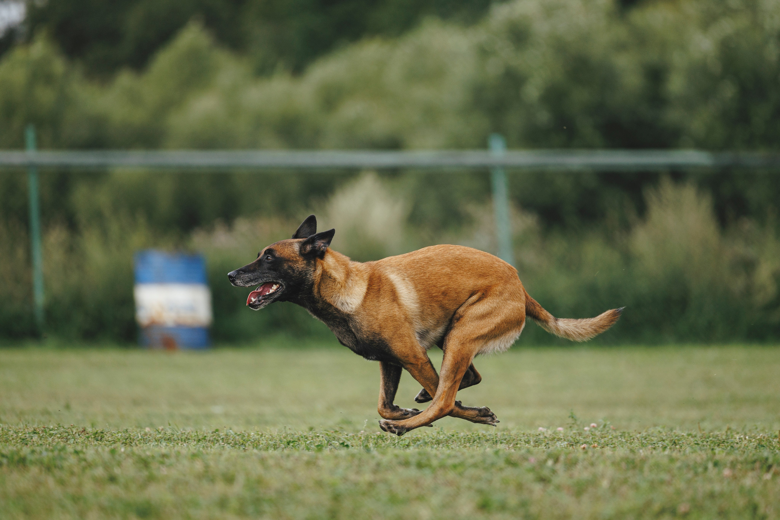 08.08.25-10.08.25 ЧР по мондьорингу г. Вологда. Фотограф-анималист Анна Маринич