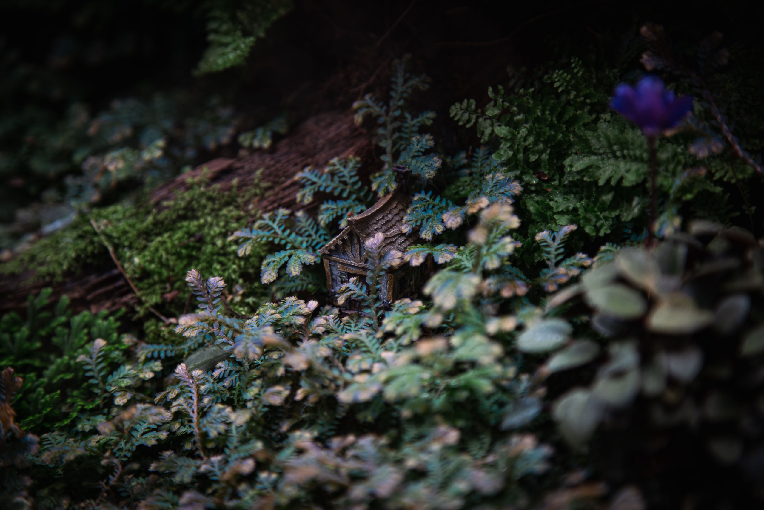 Китайский новый год 2025. Dmitriy [KCCC] is a pretty cool photographer