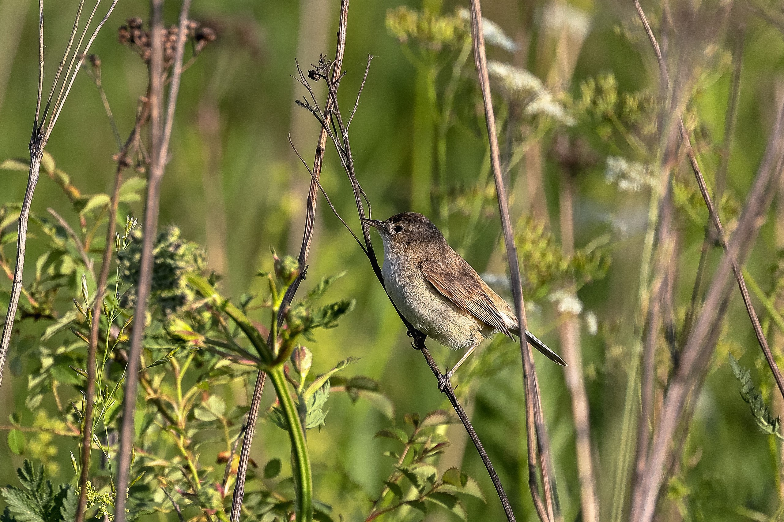Садовая камышовка