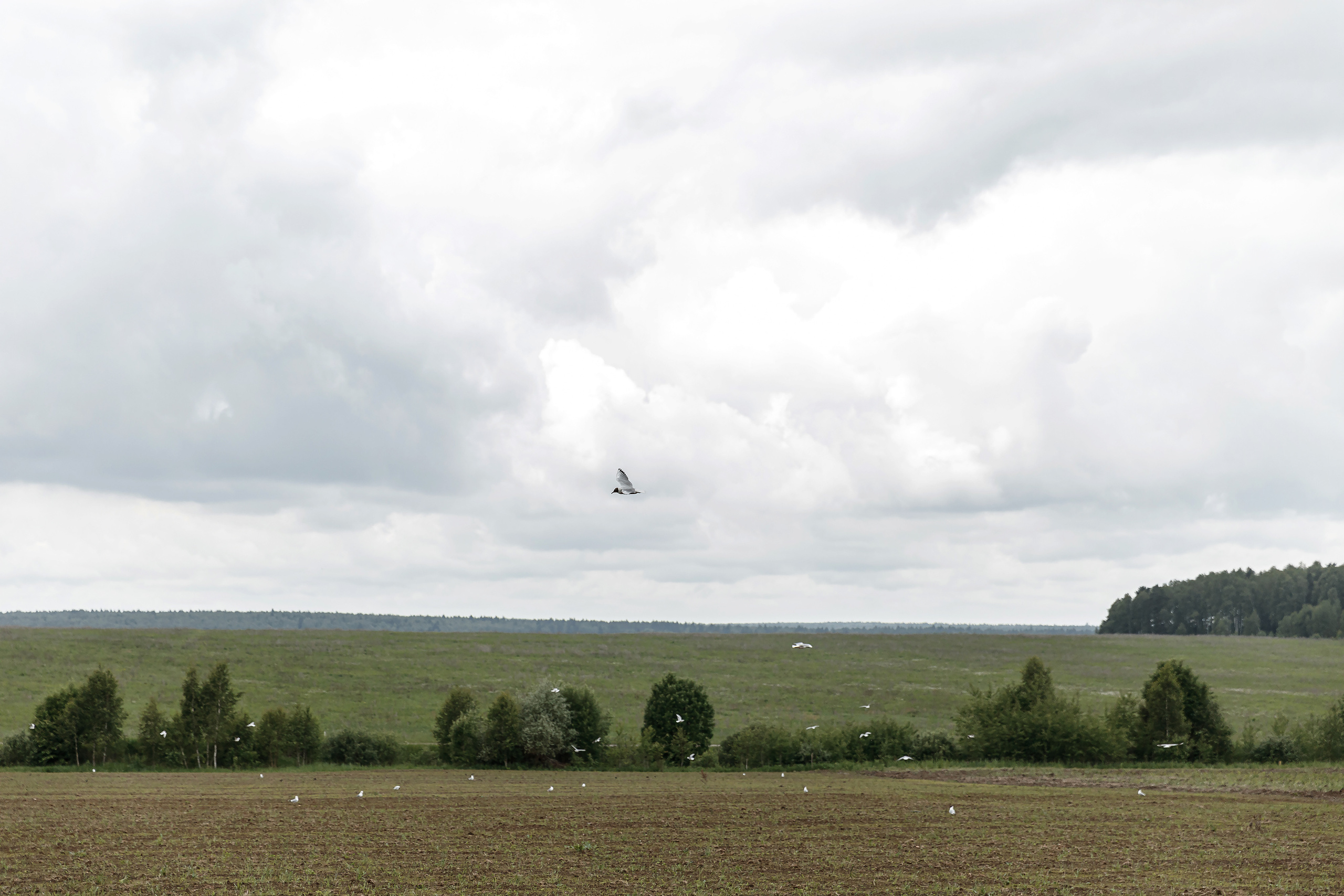 Wedding day Андрей и Виталина. Свадебный фотограф Колесников Антон