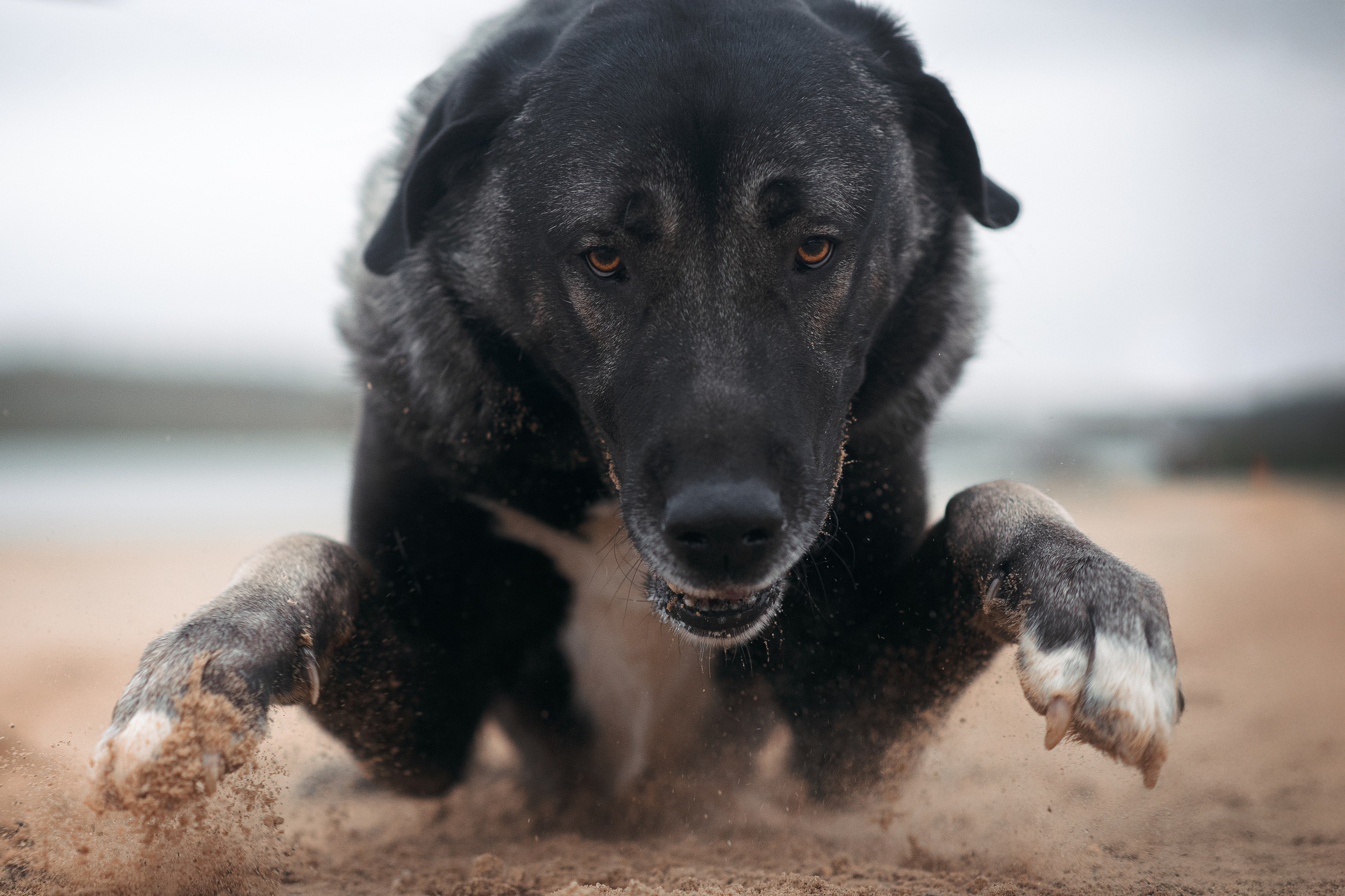 Турецкий кангал Дикили — 20.10.2024. Фотограф — Анималист | Анна Абрамова