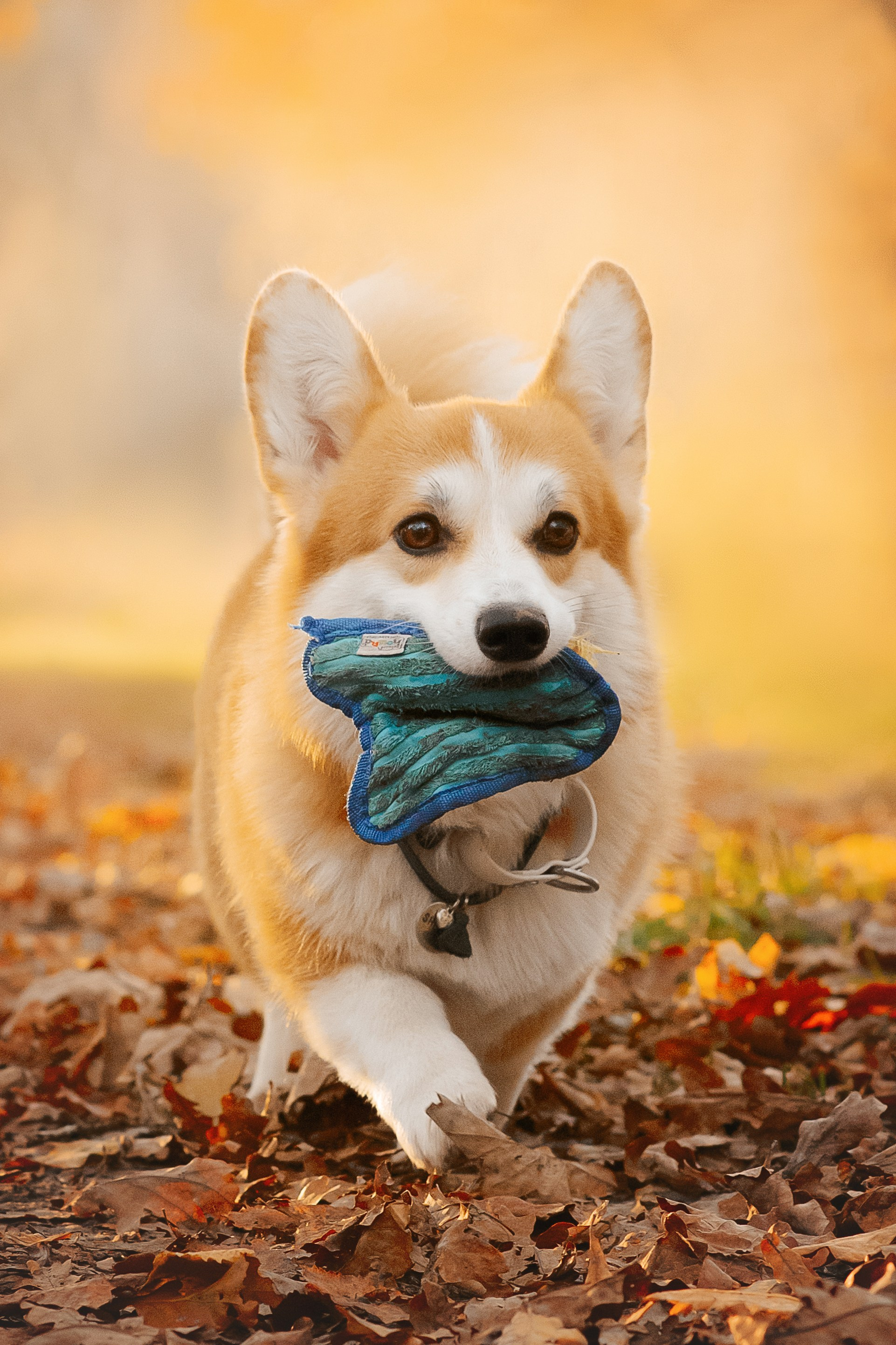 Максим, Надя, Рой и Шелби — 13.10.2024. Фотограф — Анималист | Анна Абрамова