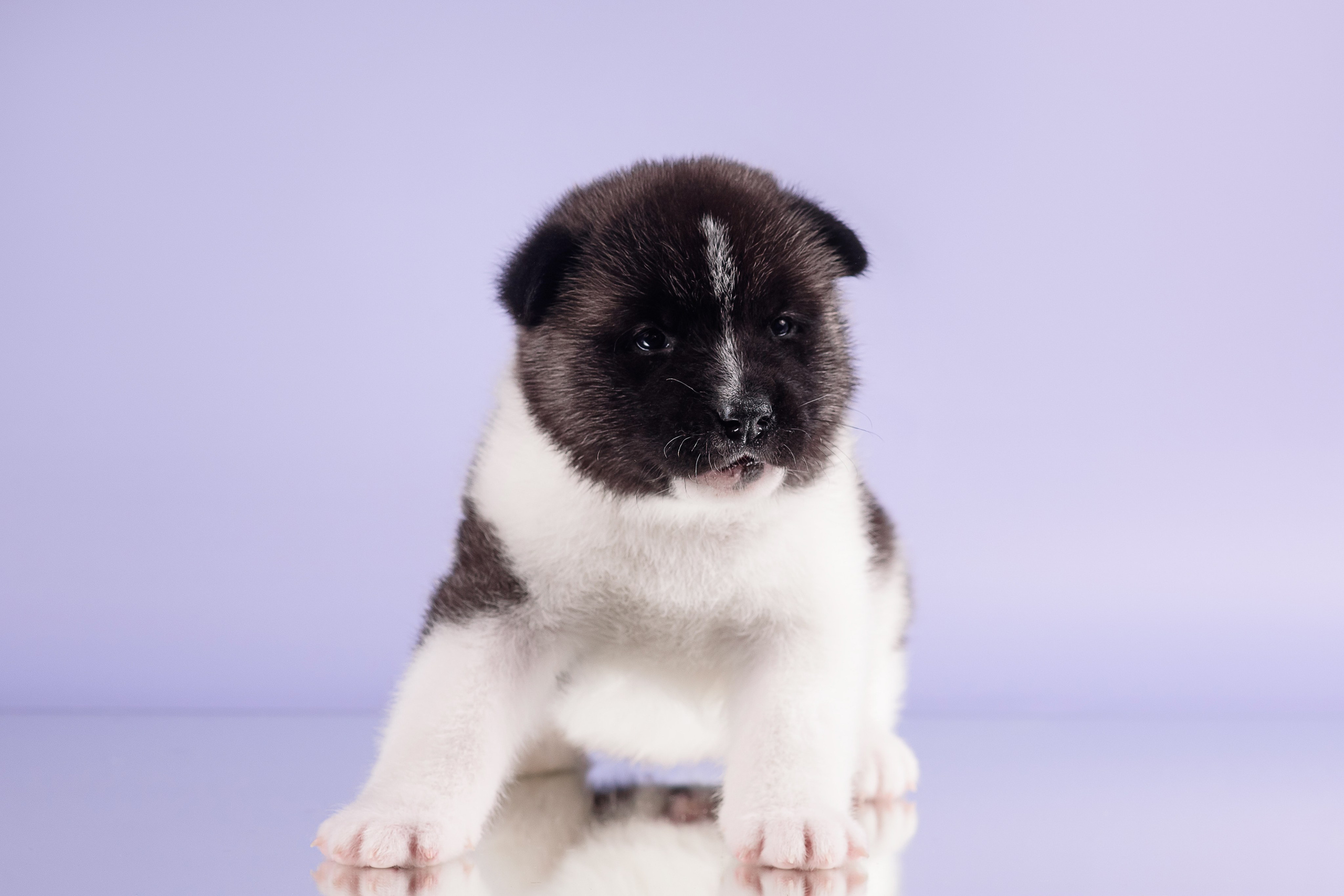 Щенки Американской Акиты — 04.11.2024. Фотограф — Анималист | Анна Абрамова