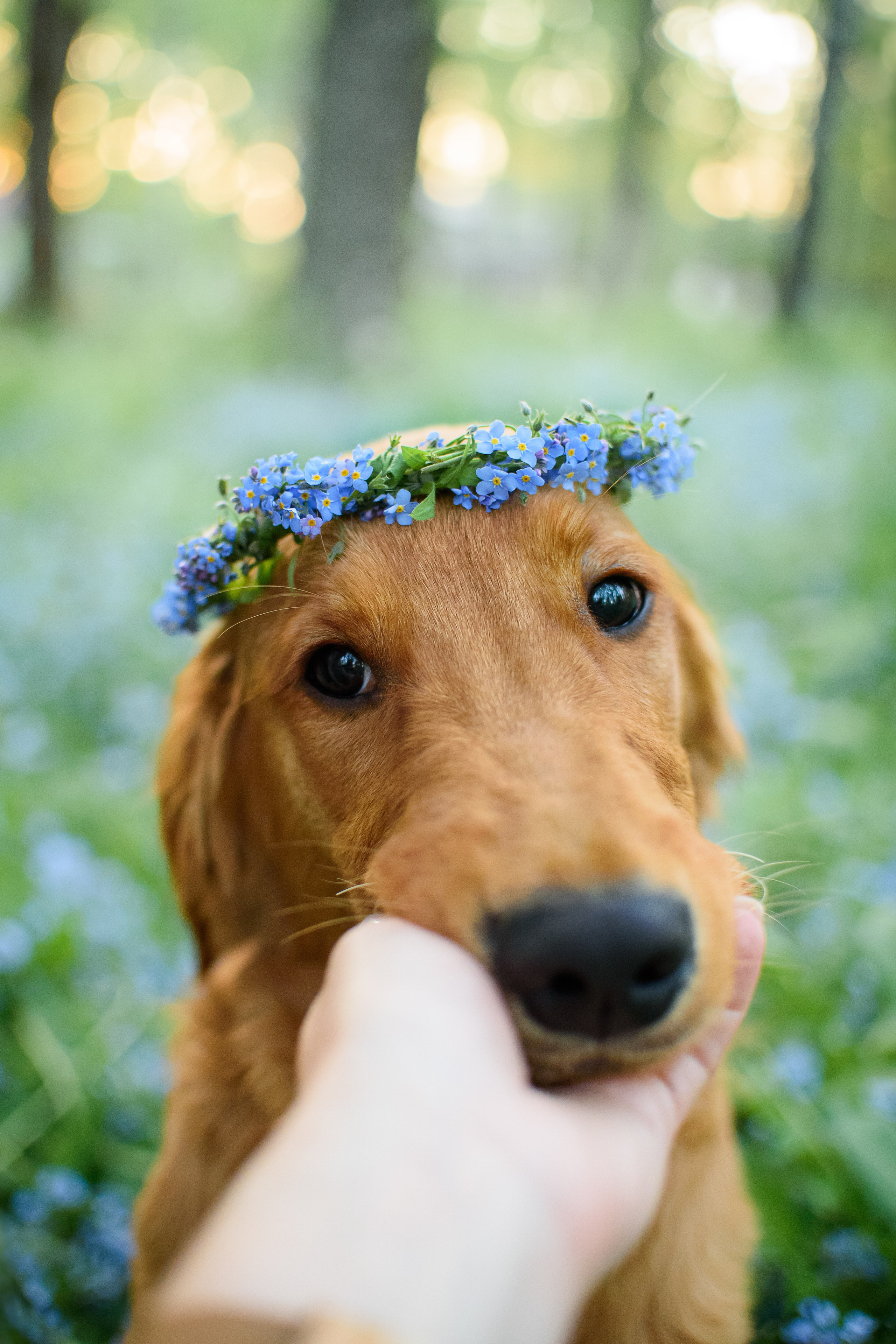 Степа, Йоки и Мята — 29.05.2024. Фотограф — Анималист | Анна Абрамова