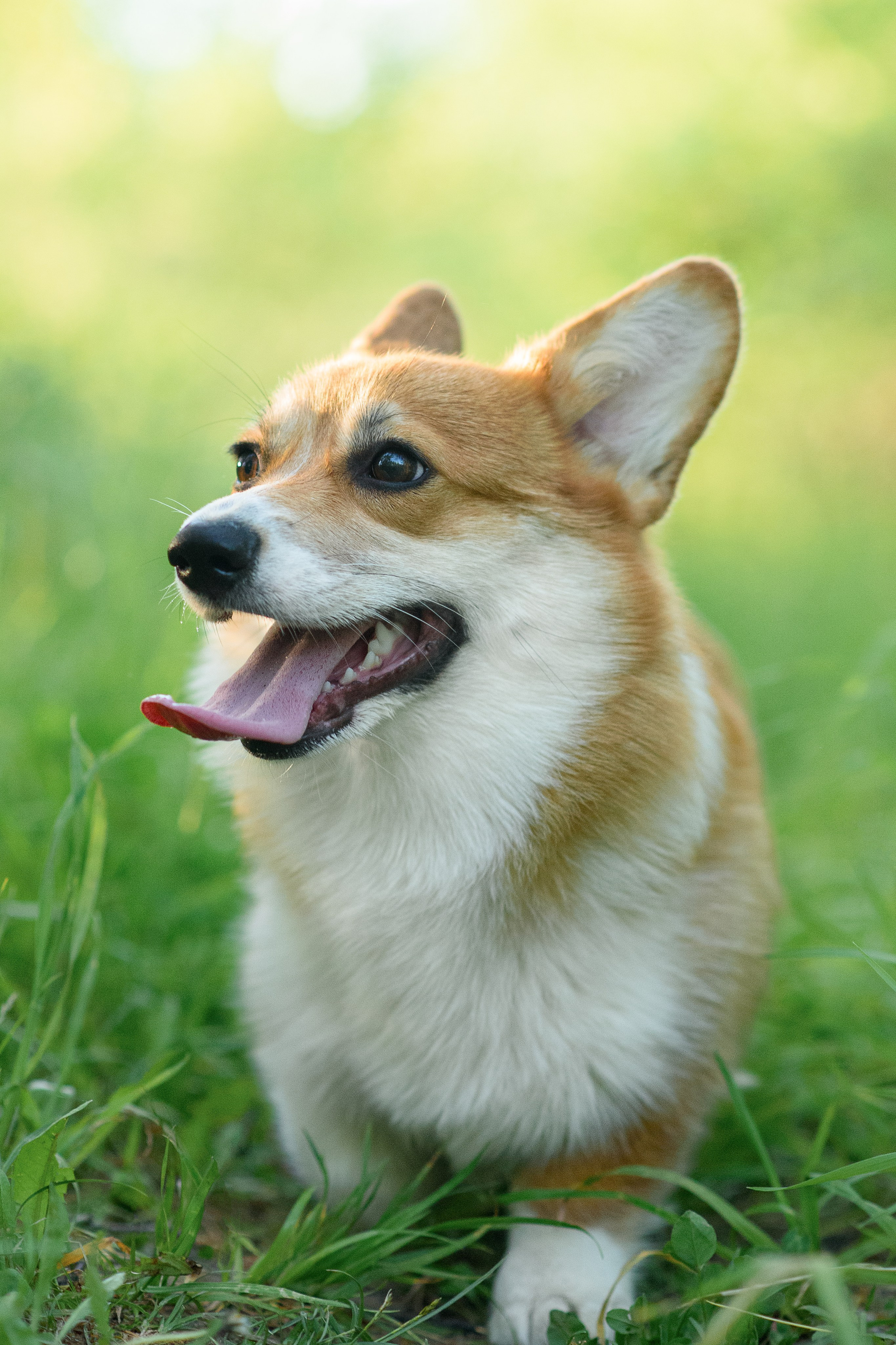 Синнабон — 25.05.2024. Фотограф — Анималист | Анна Абрамова