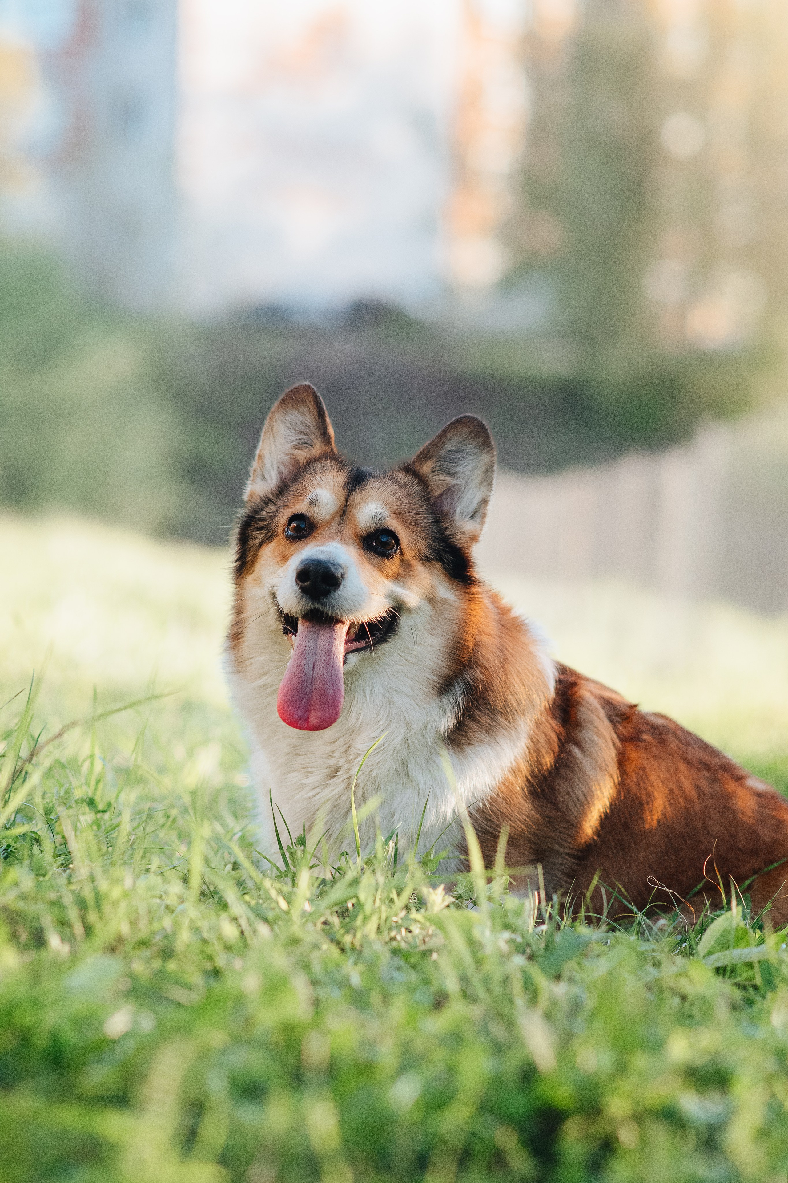 Трисс — 29.04.2024. Фотограф — Анималист | Анна Абрамова