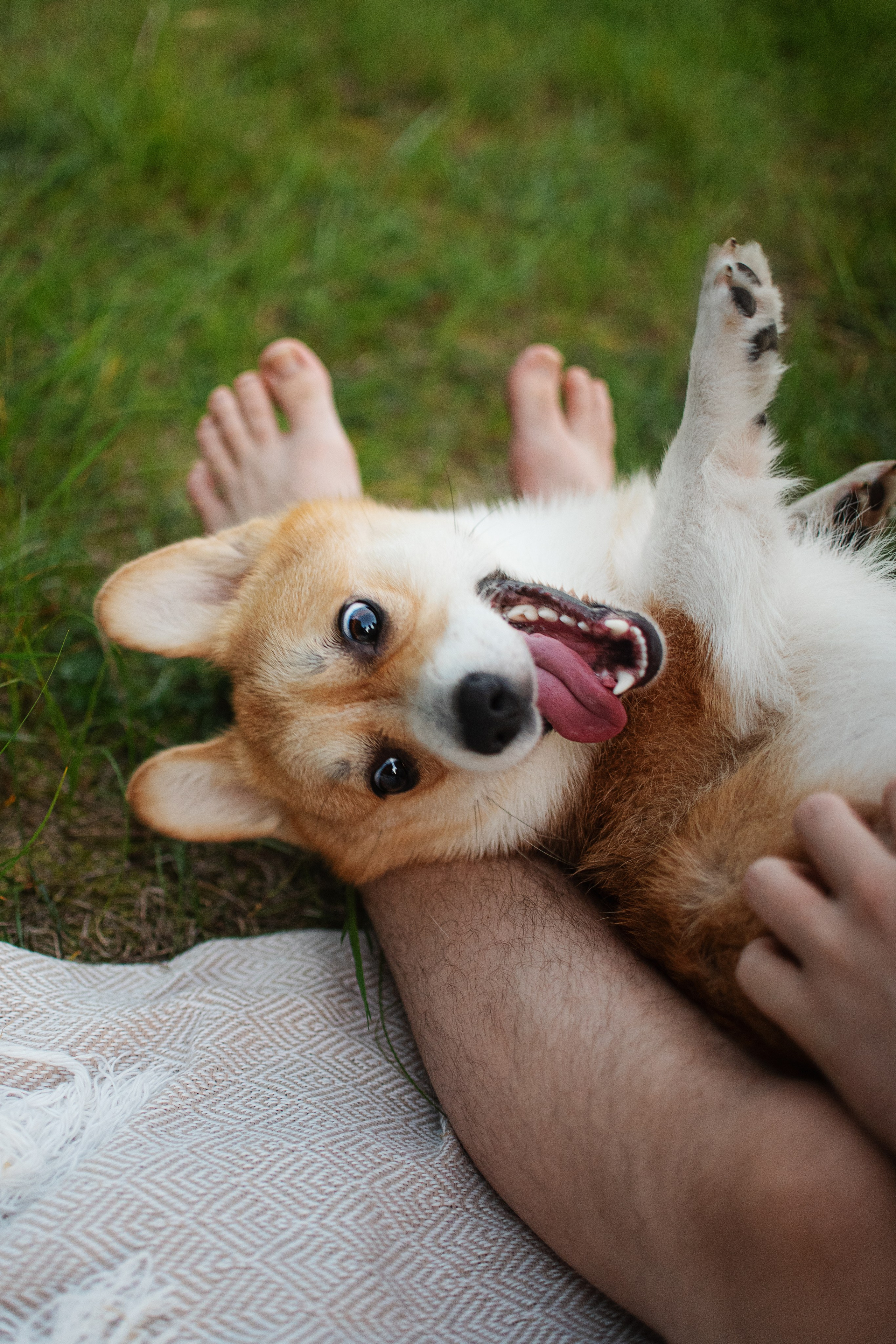 Саша, Оксана и Барни — 25.08.2024. Фотограф — Анималист | Анна Абрамова