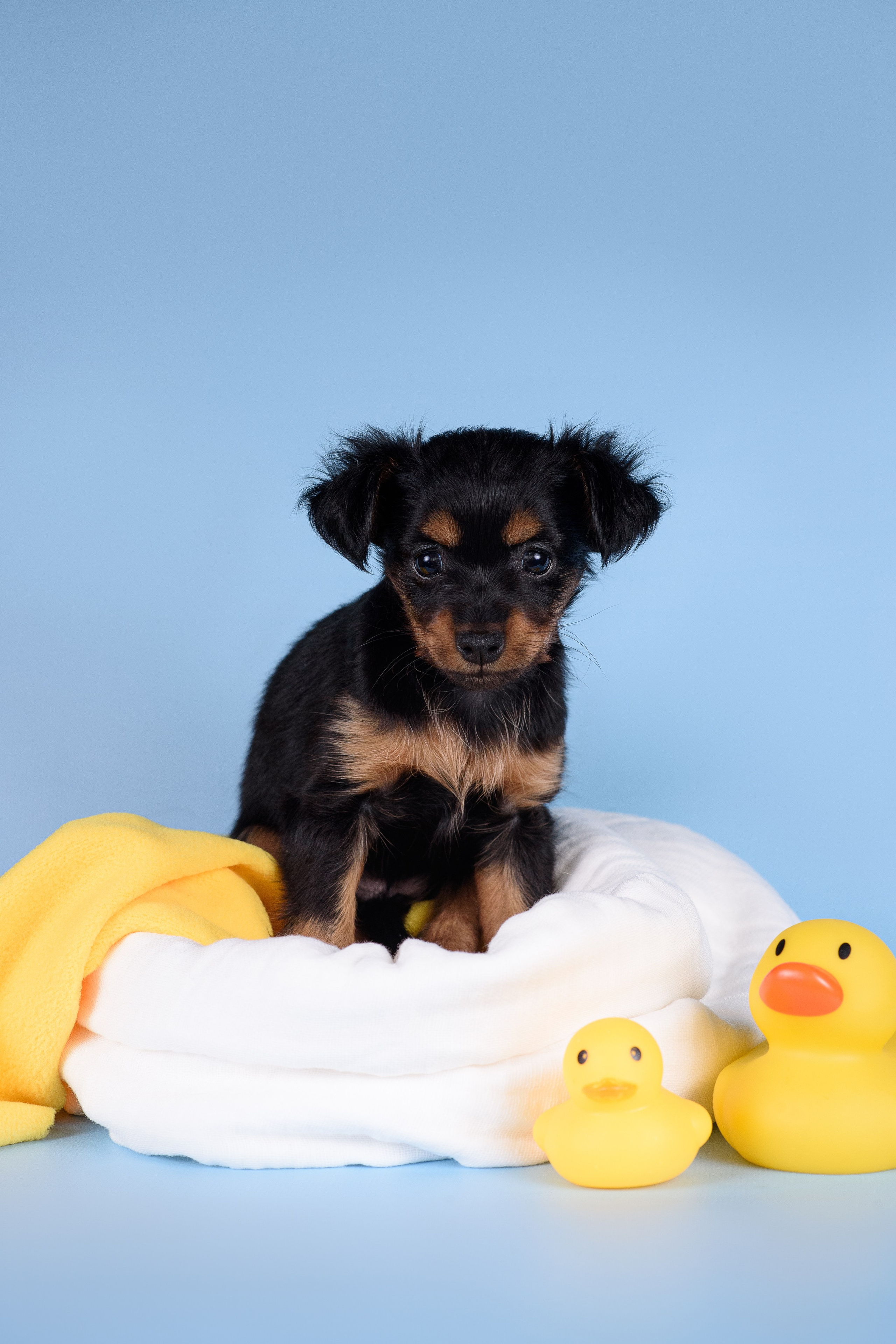 Щенки Пражских крысариков -13.04.2024. Фотограф — Анималист | Анна Абрамова