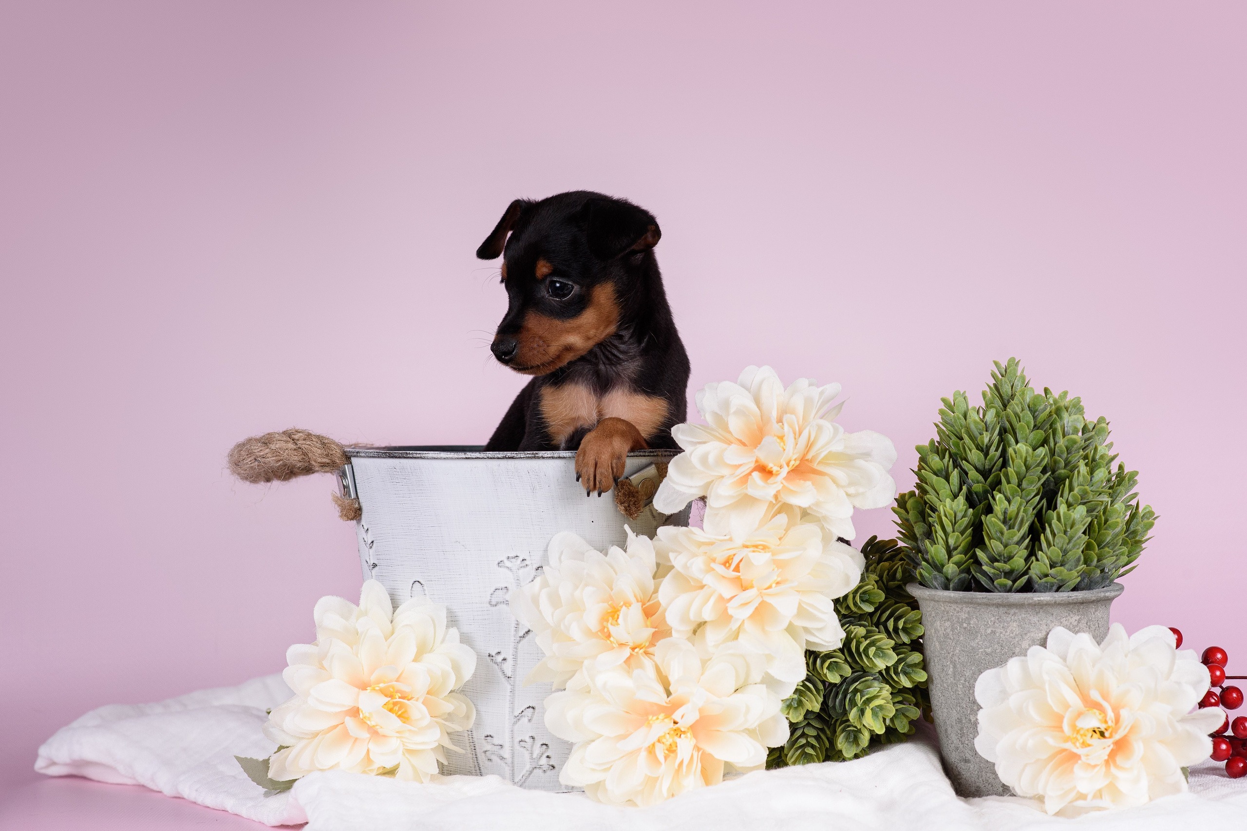 Щенки Пражских крысариков -13.04.2024. Фотограф — Анималист | Анна Абрамова