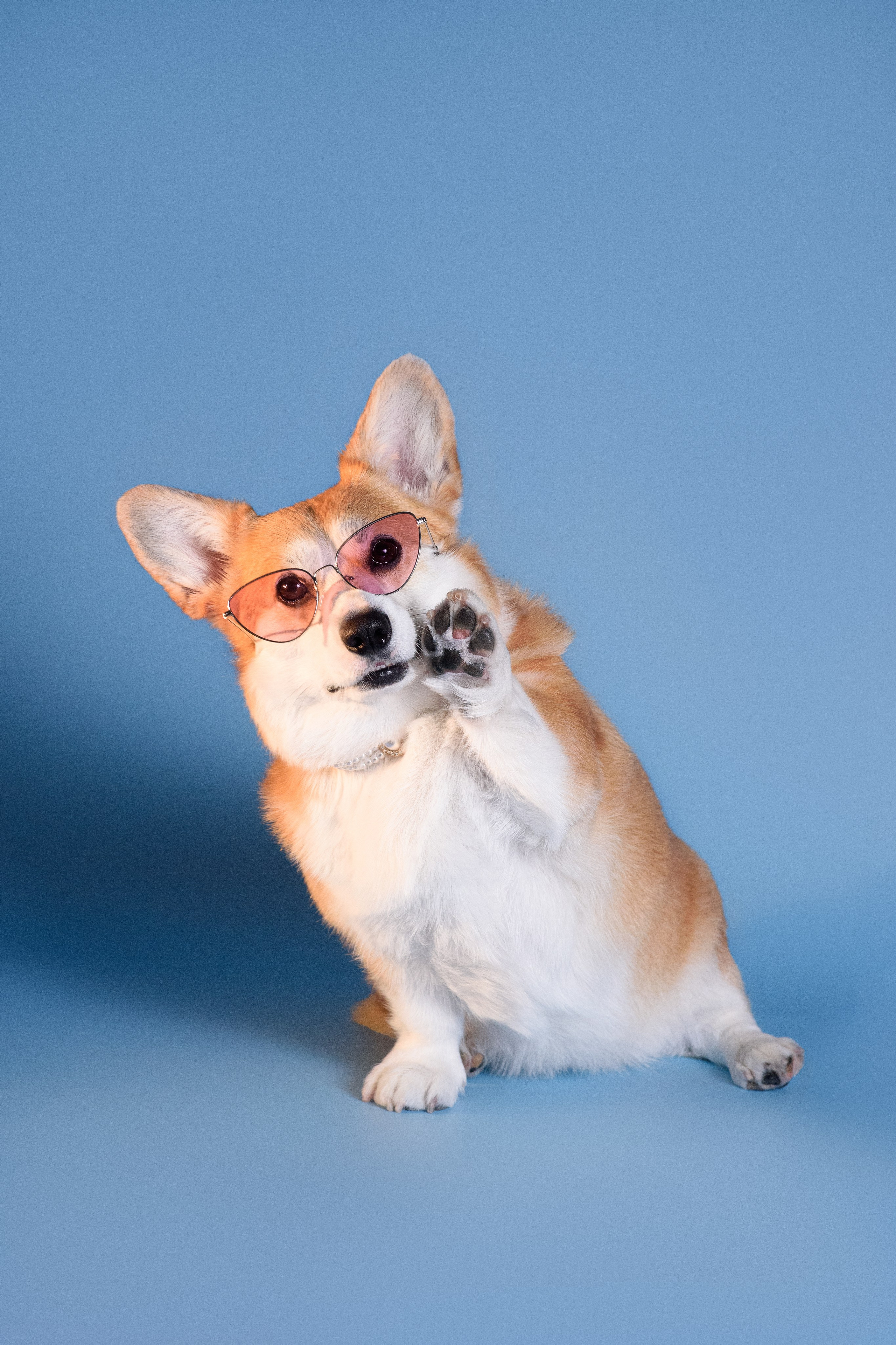 Лея съемка на однотонном фоне — 2024. Фотограф — Анималист | Анна Абрамова