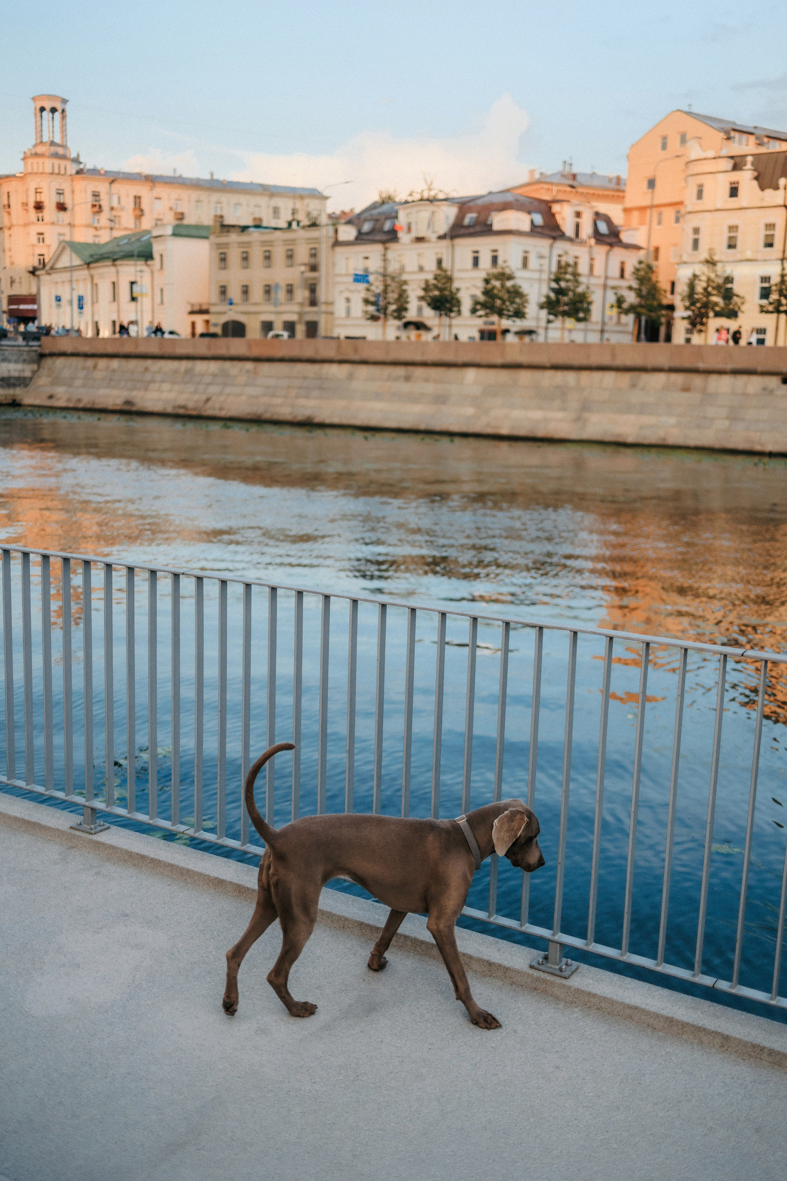 Соня и Майли. Фотограф-анималист Елена Радченко, Москва
