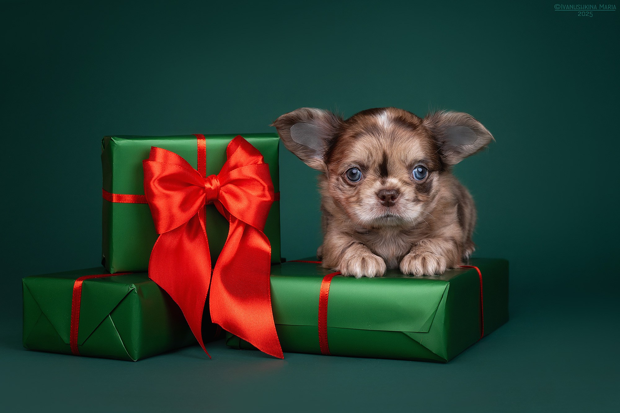 Фотосессия щенков на фонах. Фотограф собак в Москве и Московской области Иванушкина Мария