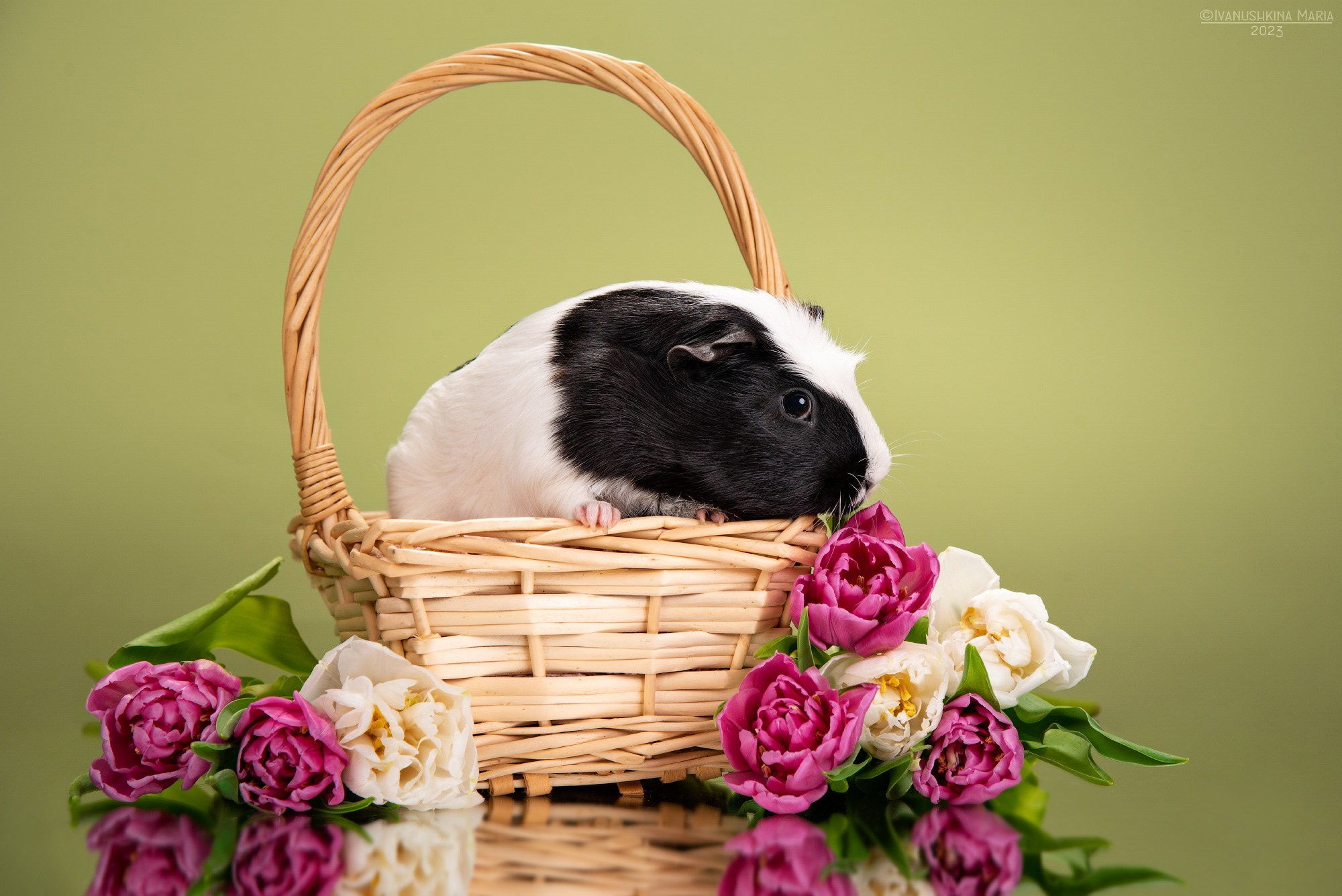 Фотосессии экзотических животных в студии. Фотограф собак в Москве и Московской области Иванушкина Мария