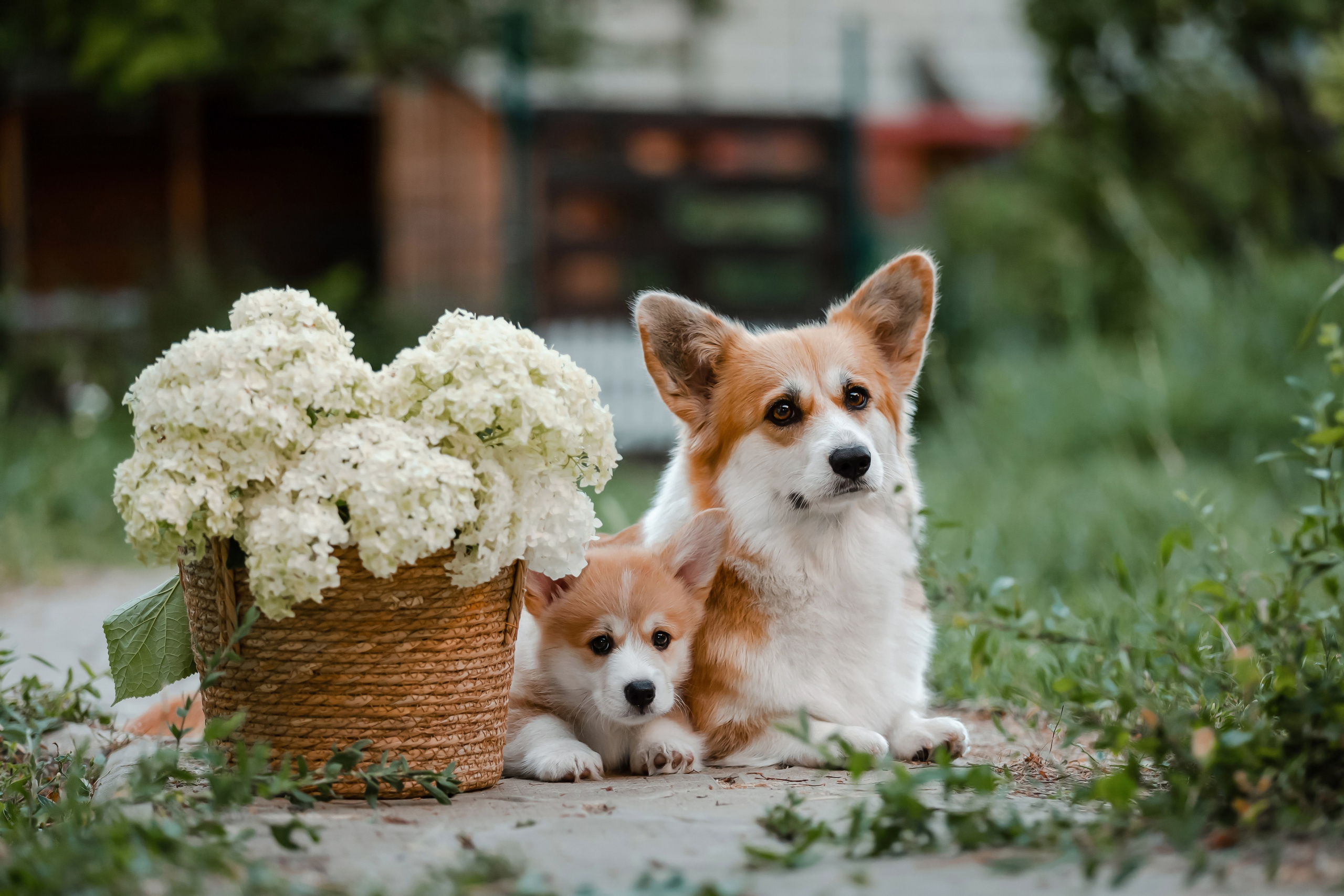 Щенки корги в корзинах и цветах. Фотограф-анималист в Краснодаре Маша Мельникова