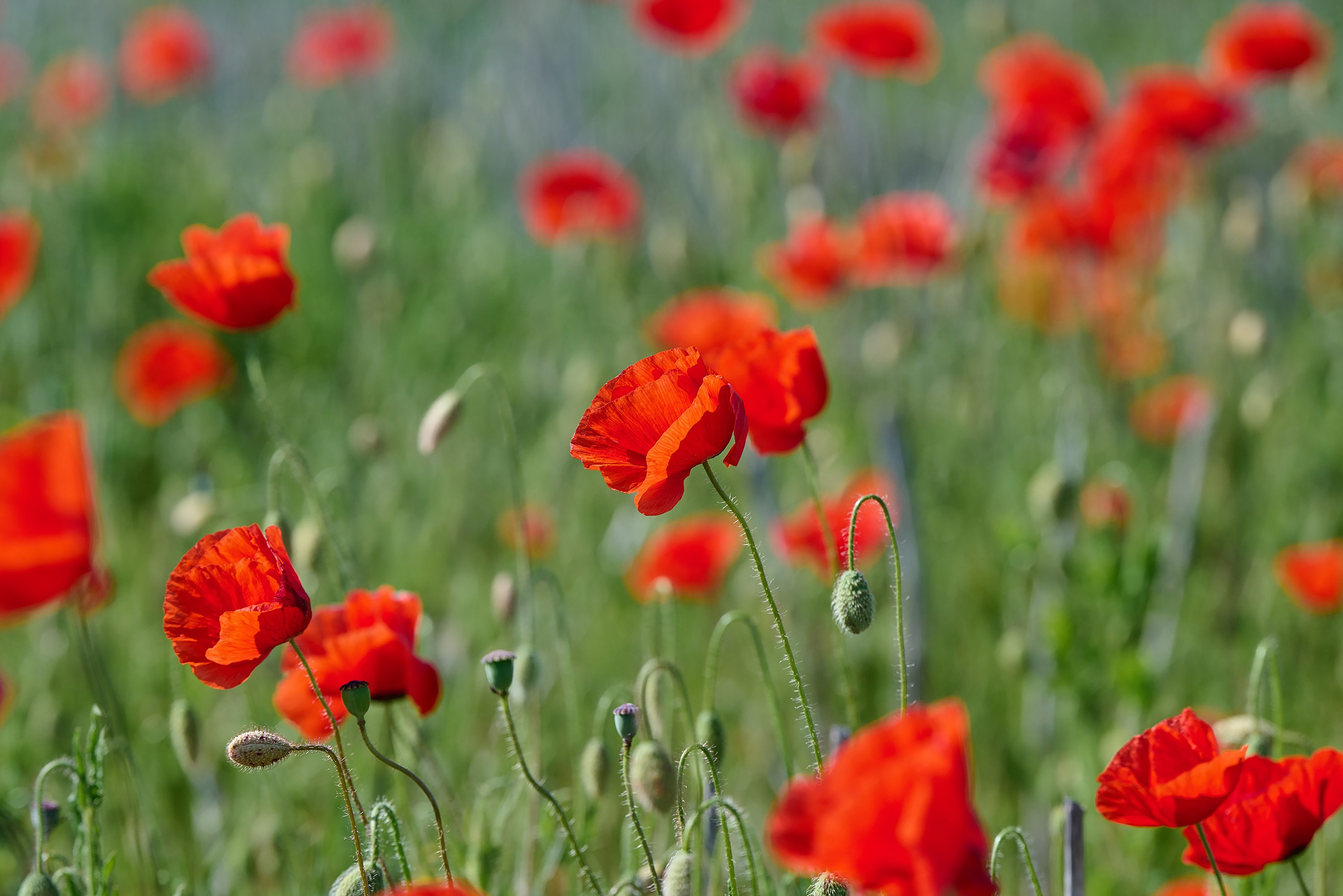 Красные маки в поле