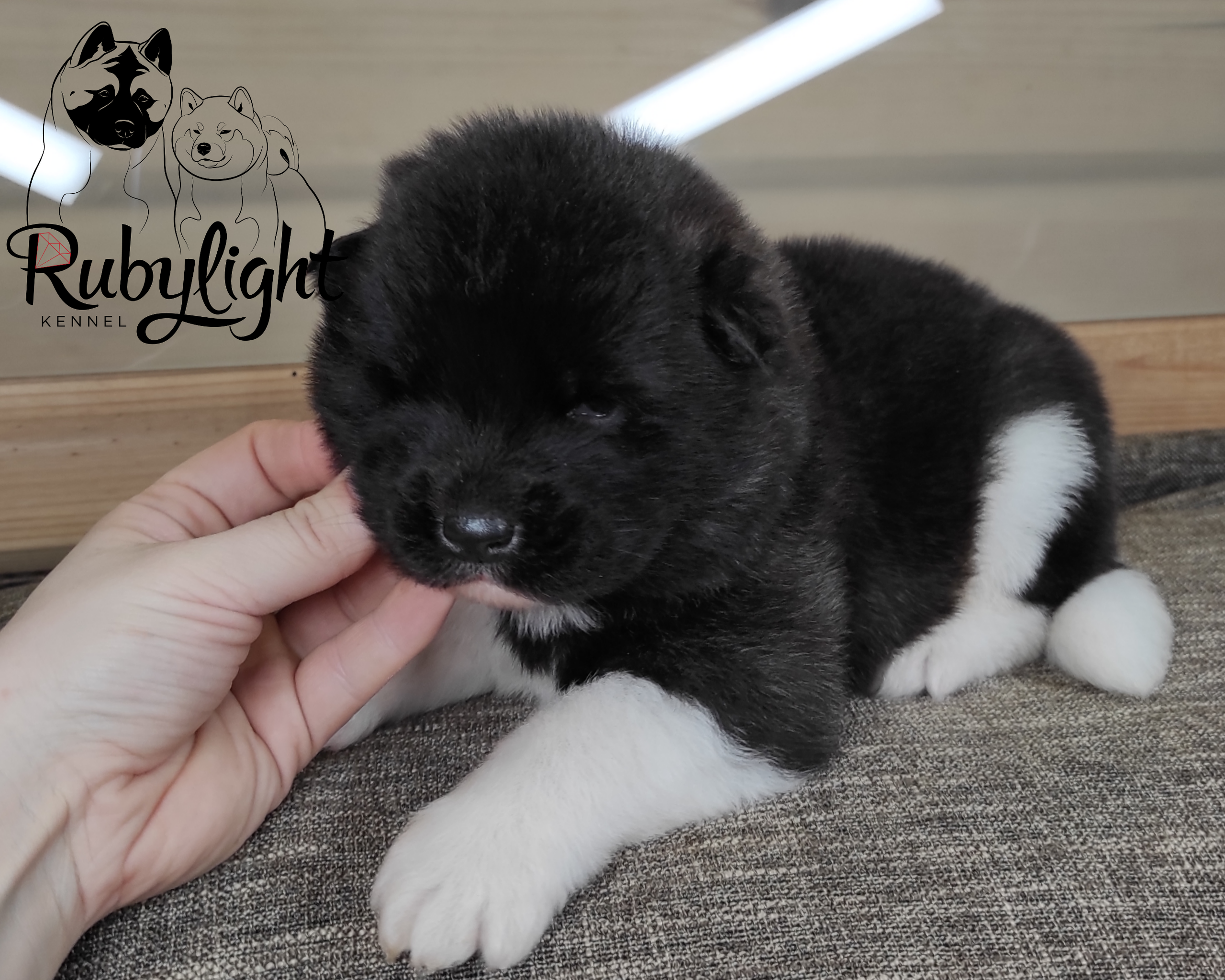 RUBYLIGHT Penelopa Помет П Американская Акита. Американская акита I Сиба ину I Питомник RUBYLIGHT