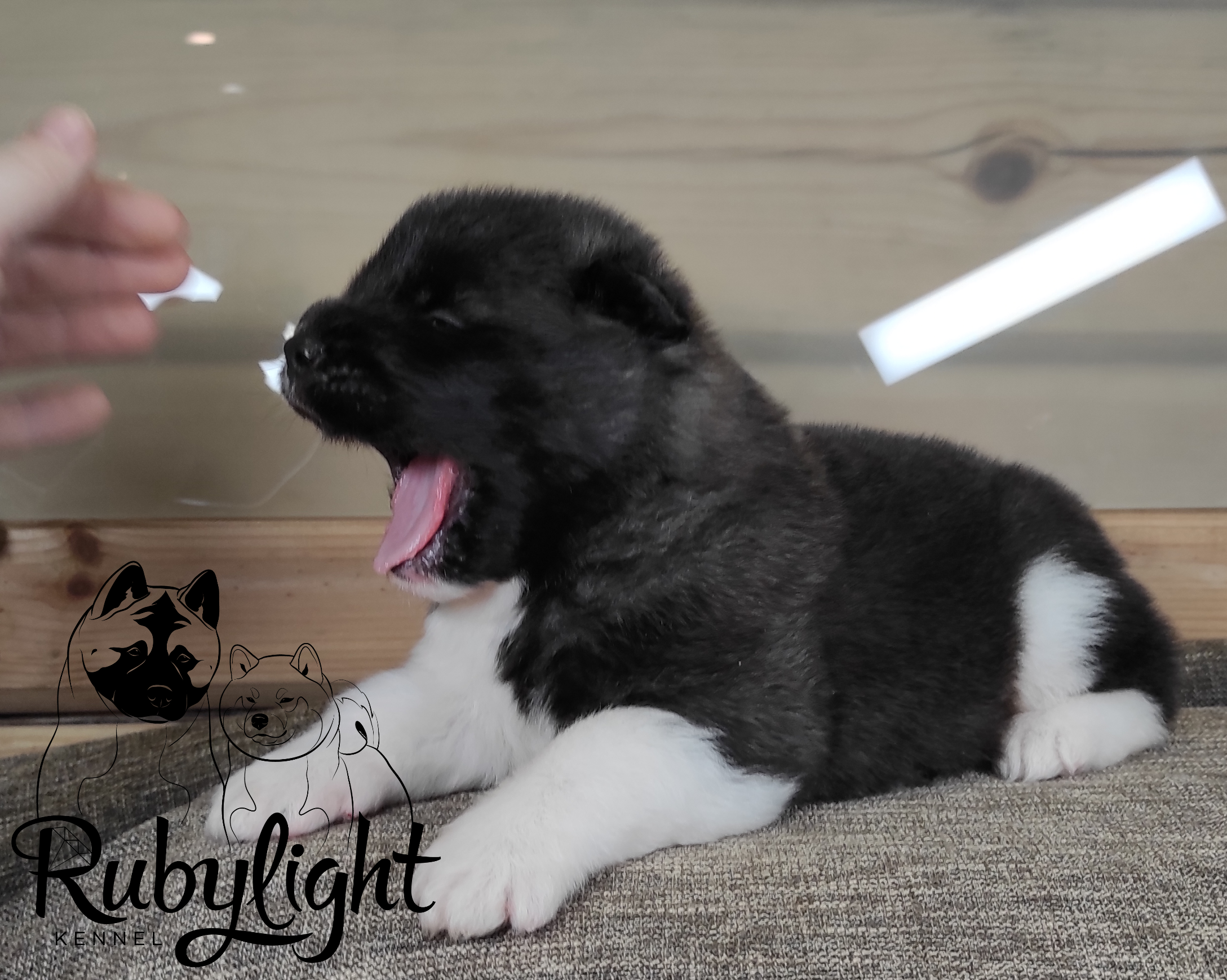 RUBYLIGHT Penelopa Помет П Американская Акита. Американская акита I Сиба ину I Питомник RUBYLIGHT