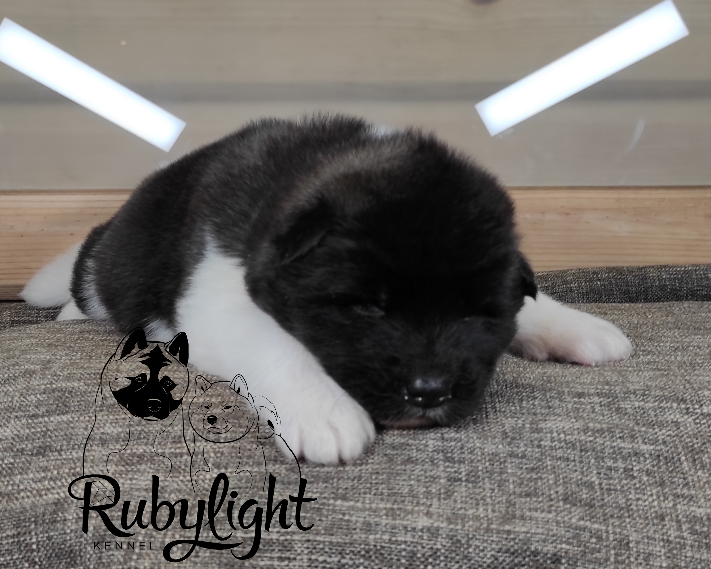 RUBYLIGHT Penelopa Помет П Американская Акита. Американская акита I Сиба ину I Питомник RUBYLIGHT