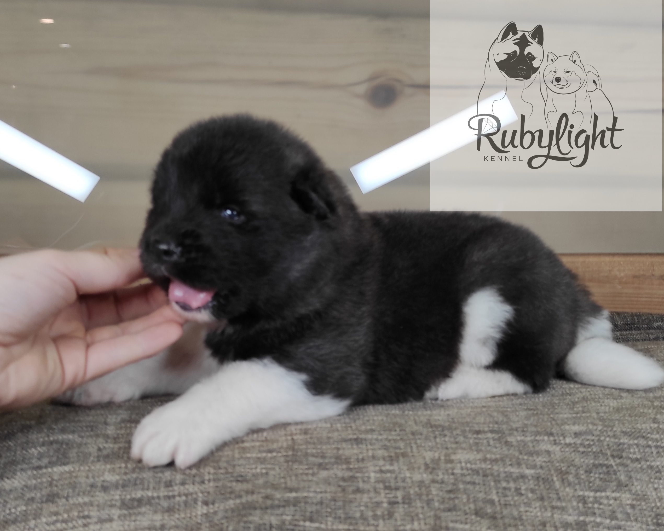 RUBYLIGHT Penelopa Помет П Американская Акита. Американская акита I Сиба ину I Питомник RUBYLIGHT