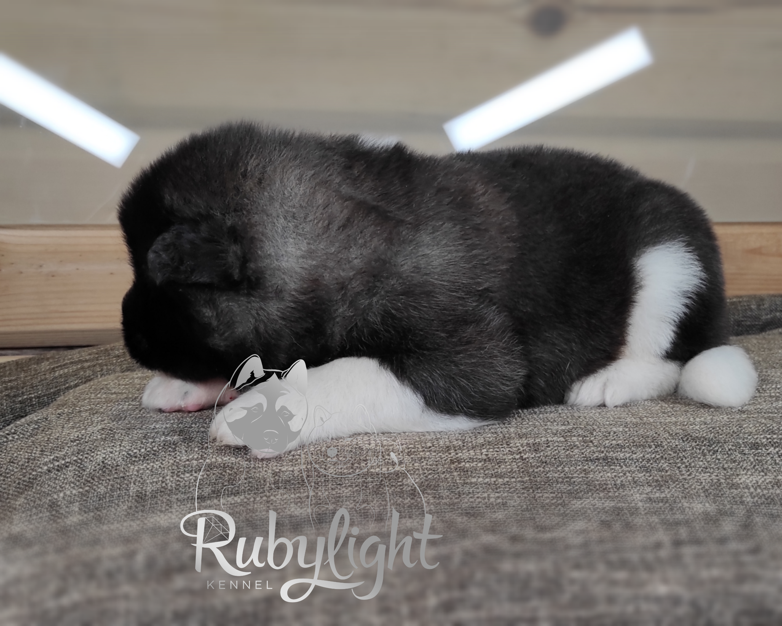 RUBYLIGHT Penelopa Помет П Американская Акита. Американская акита I Сиба ину I Питомник RUBYLIGHT