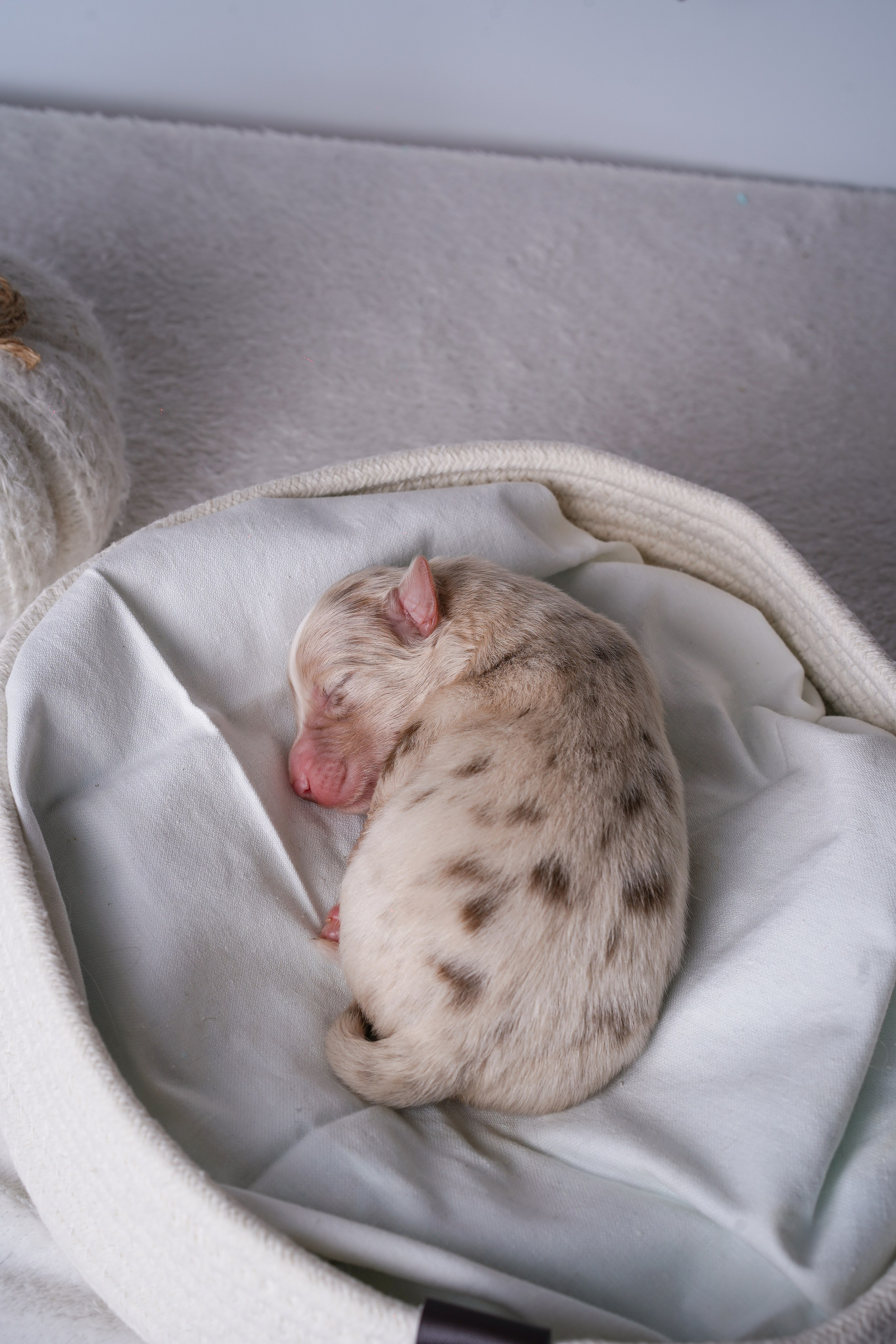 Щенули аусси. Фотограф-анималист в Санкт-Петербурге Яна Мартынова