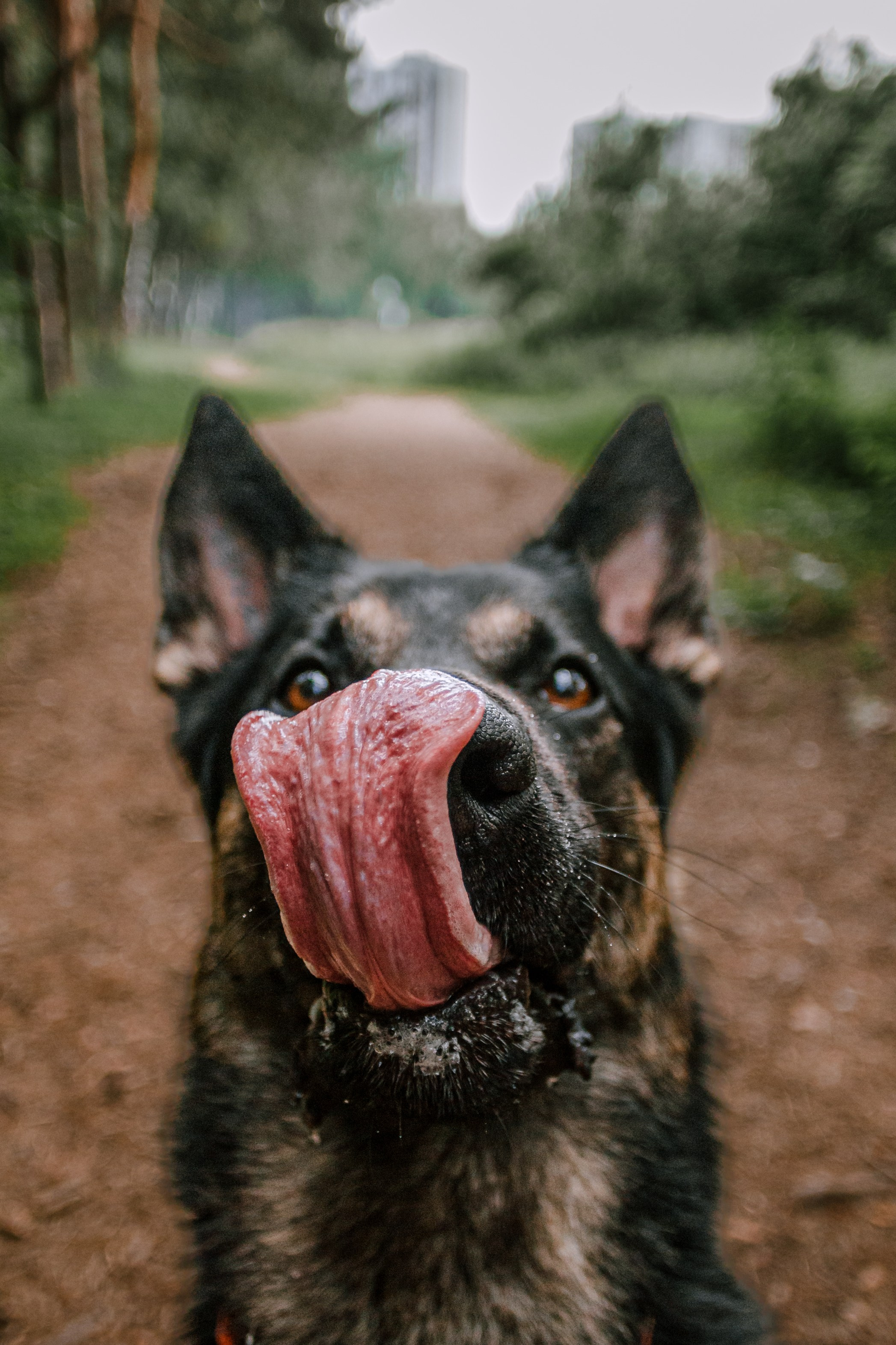 Лесная летняя фотопрогулка. Фотограф-анималист Татьяна Степанова