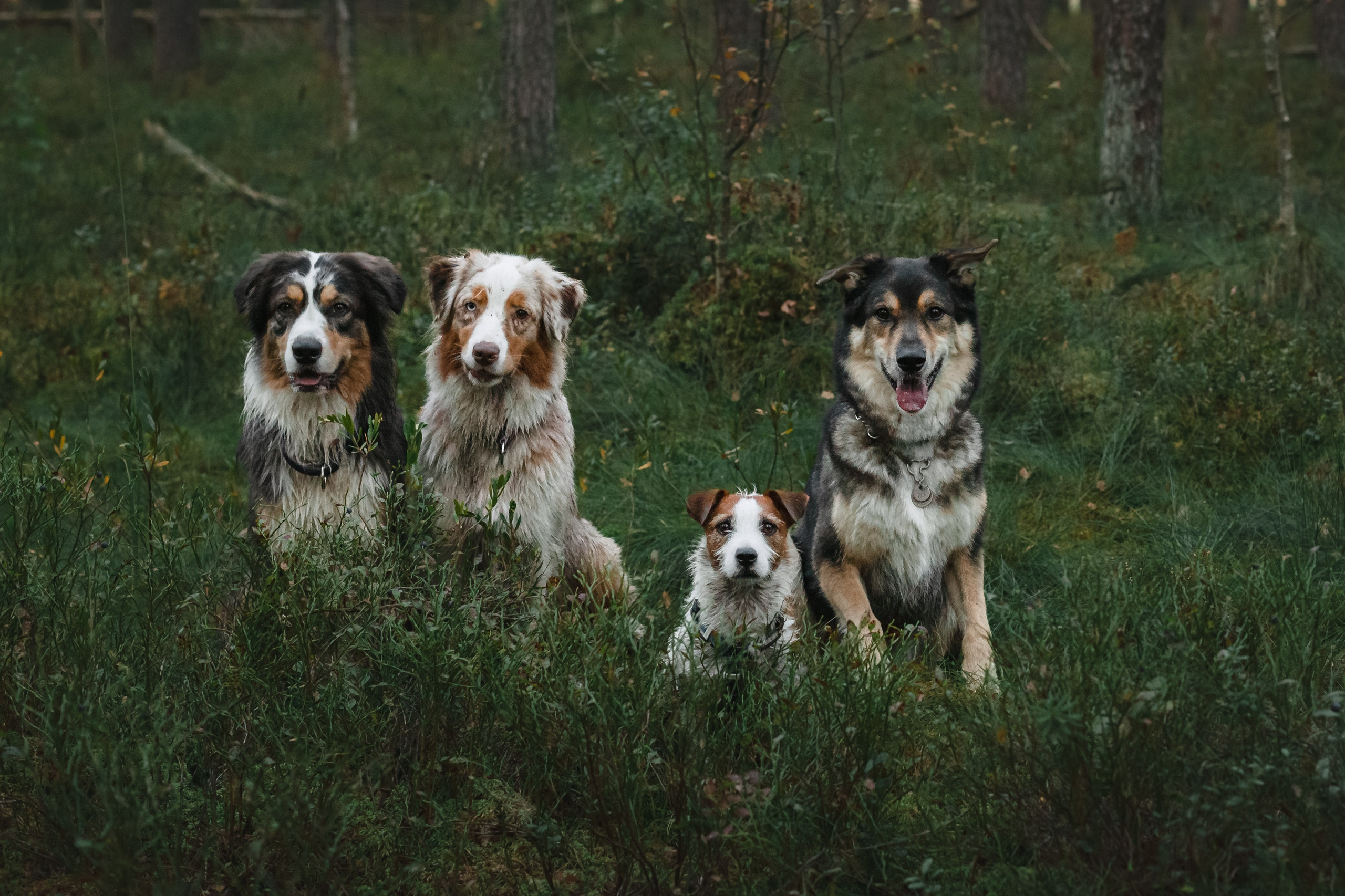 Фотопрогулка в Ленобласти. Фотограф-анималист Татьяна Степанова
