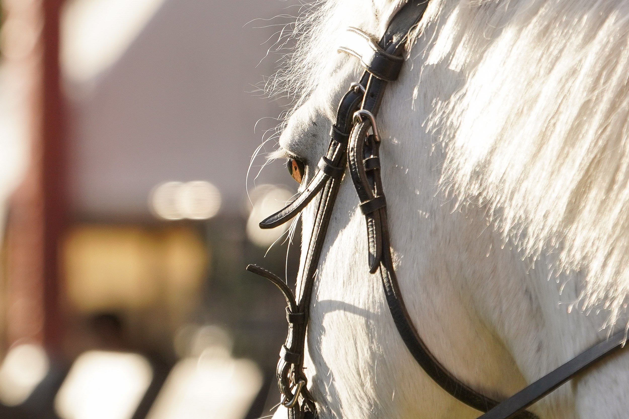 Рыцарский турнир в рамках фестиваля «Битва на Неве» Санкт-Петербург 2024 г. Фотограф-анималист, портретный фотограф в Чебоксарах Мария Садыкова