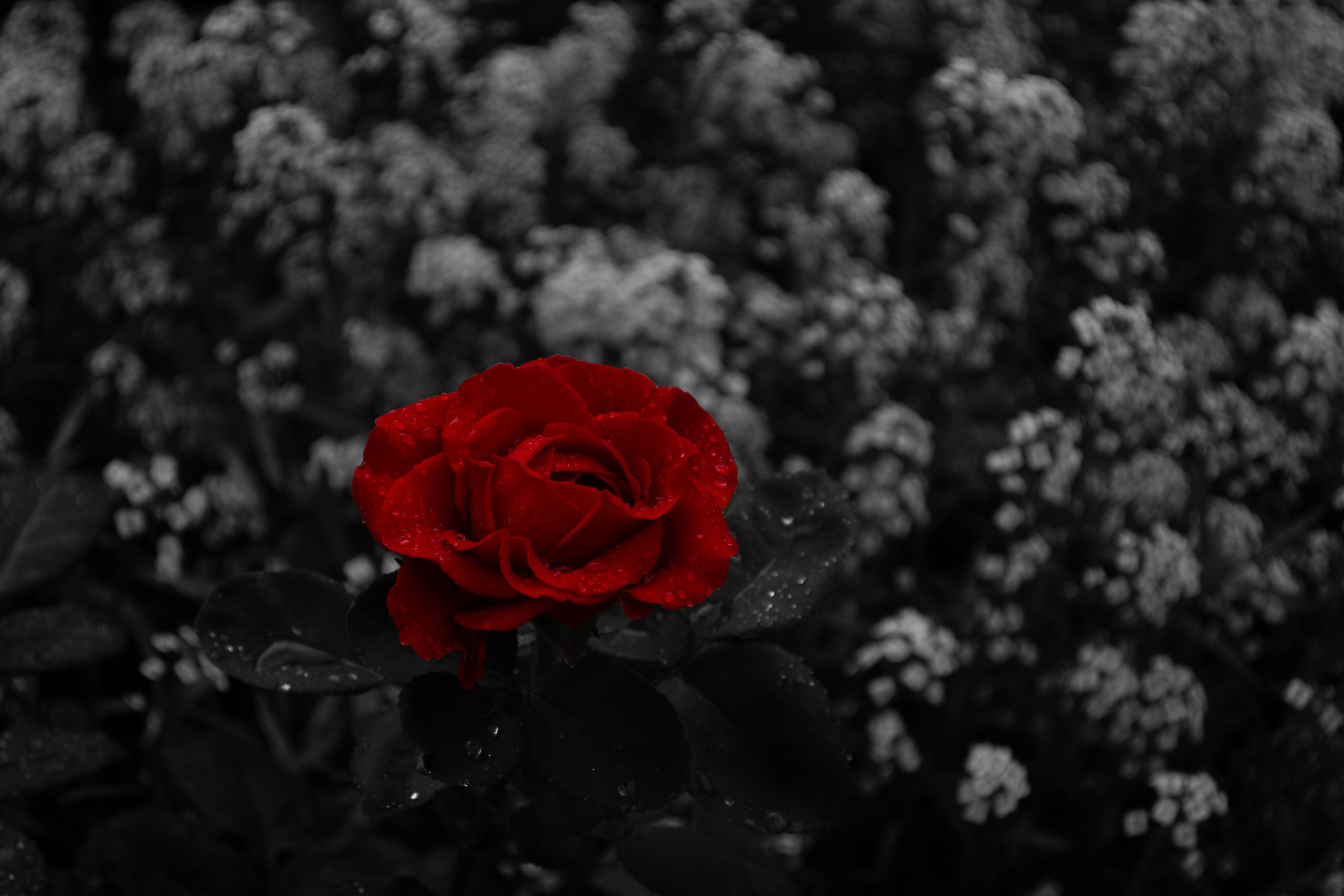 Red. Dumshap | думшап