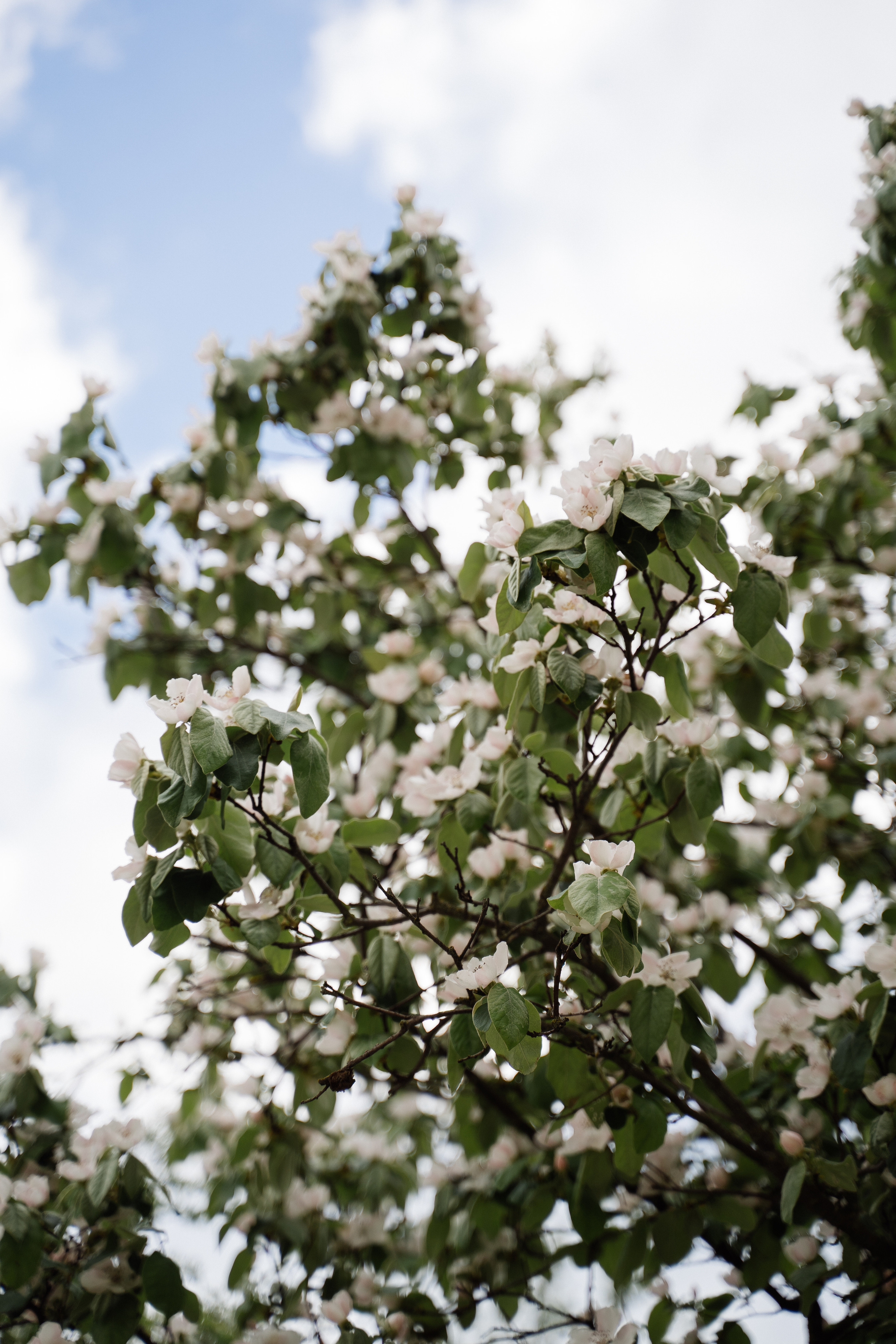 Свадьба в шато. Свадебный фотограф организатор в Санкт-Петербурге Ассоль Опарина