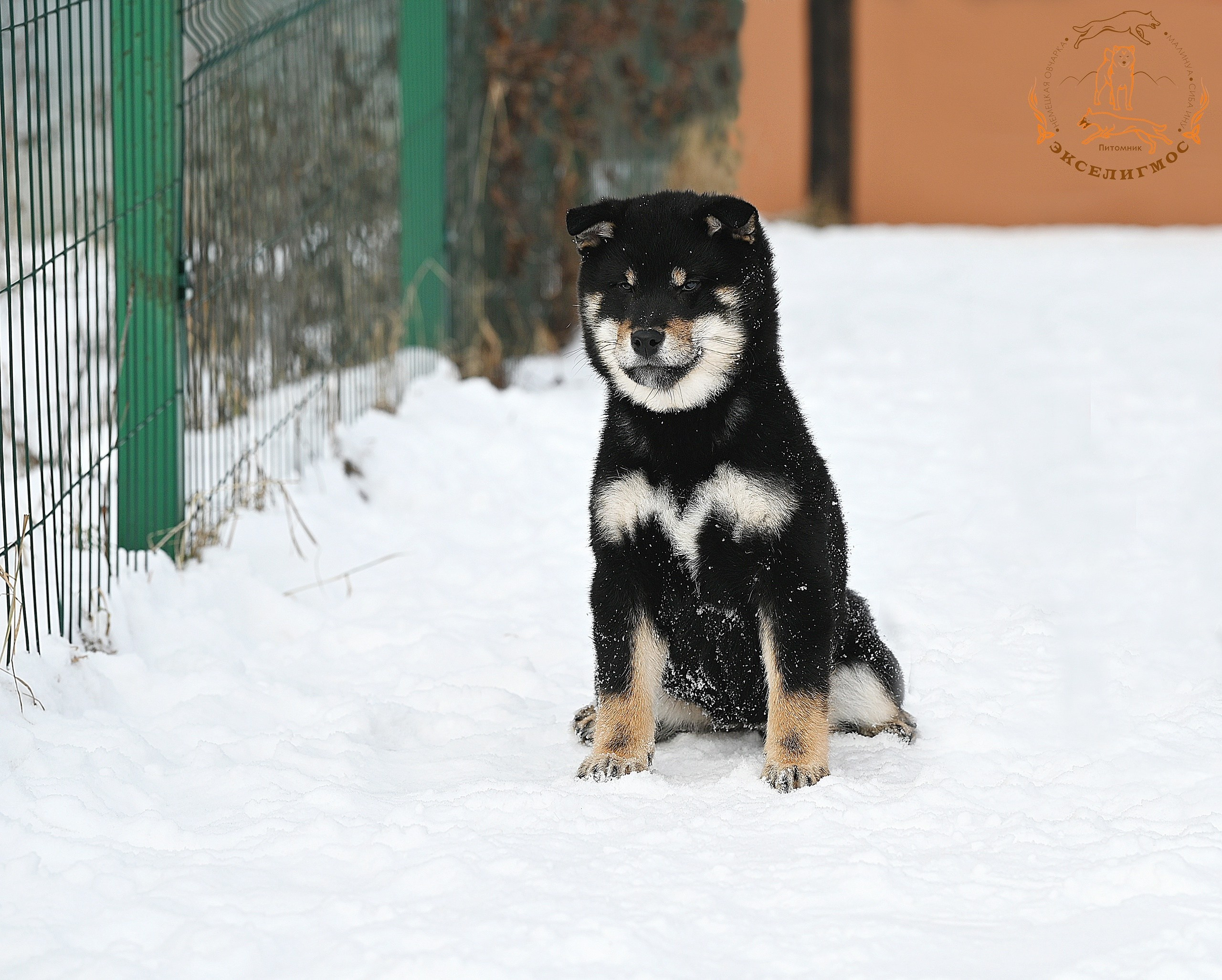 Тáту * Exceligmos Tatsu. Американская акита I Сиба ину I Питомник RUBYLIGHT