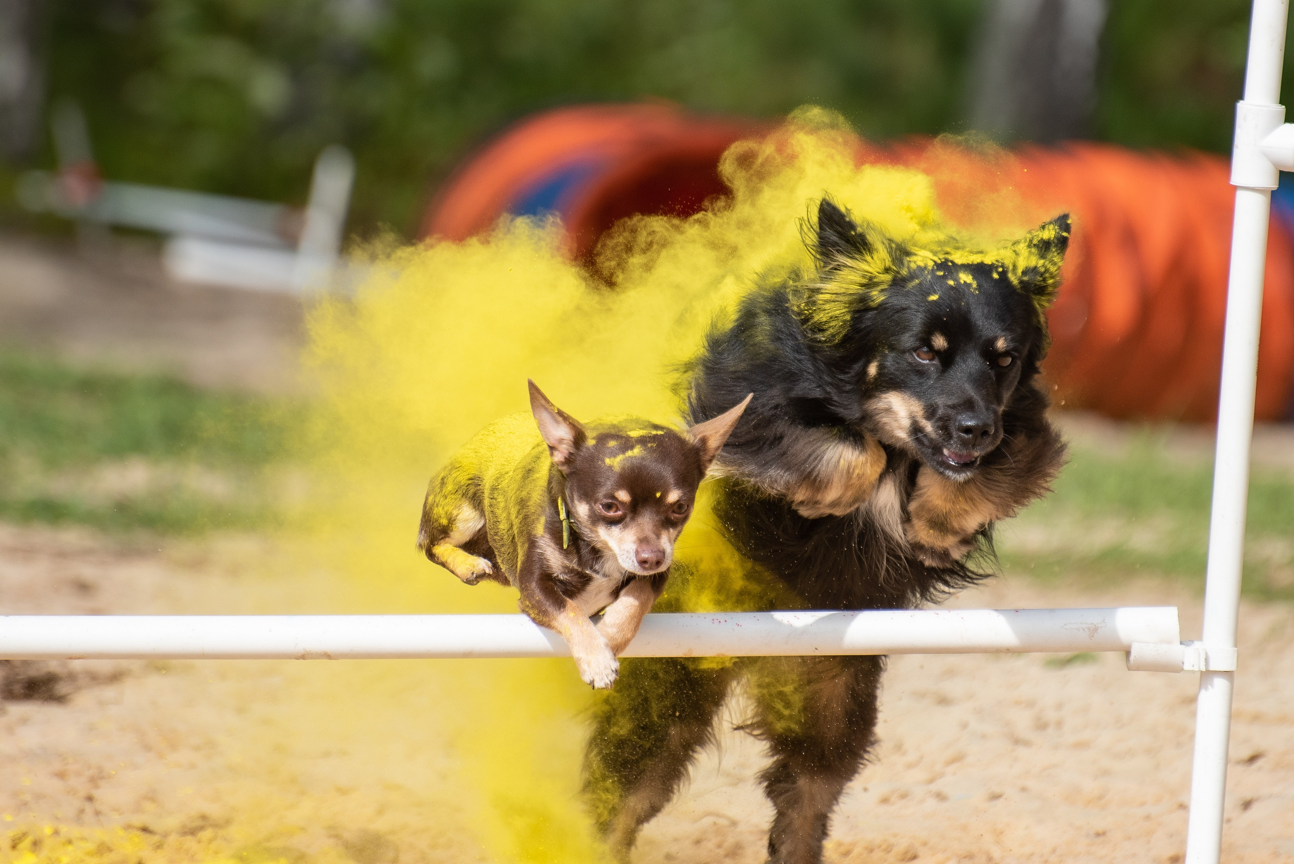 Фотосессия краски холи с собакой. Фотограф Макс Огурцов в Нижнем Новгороде