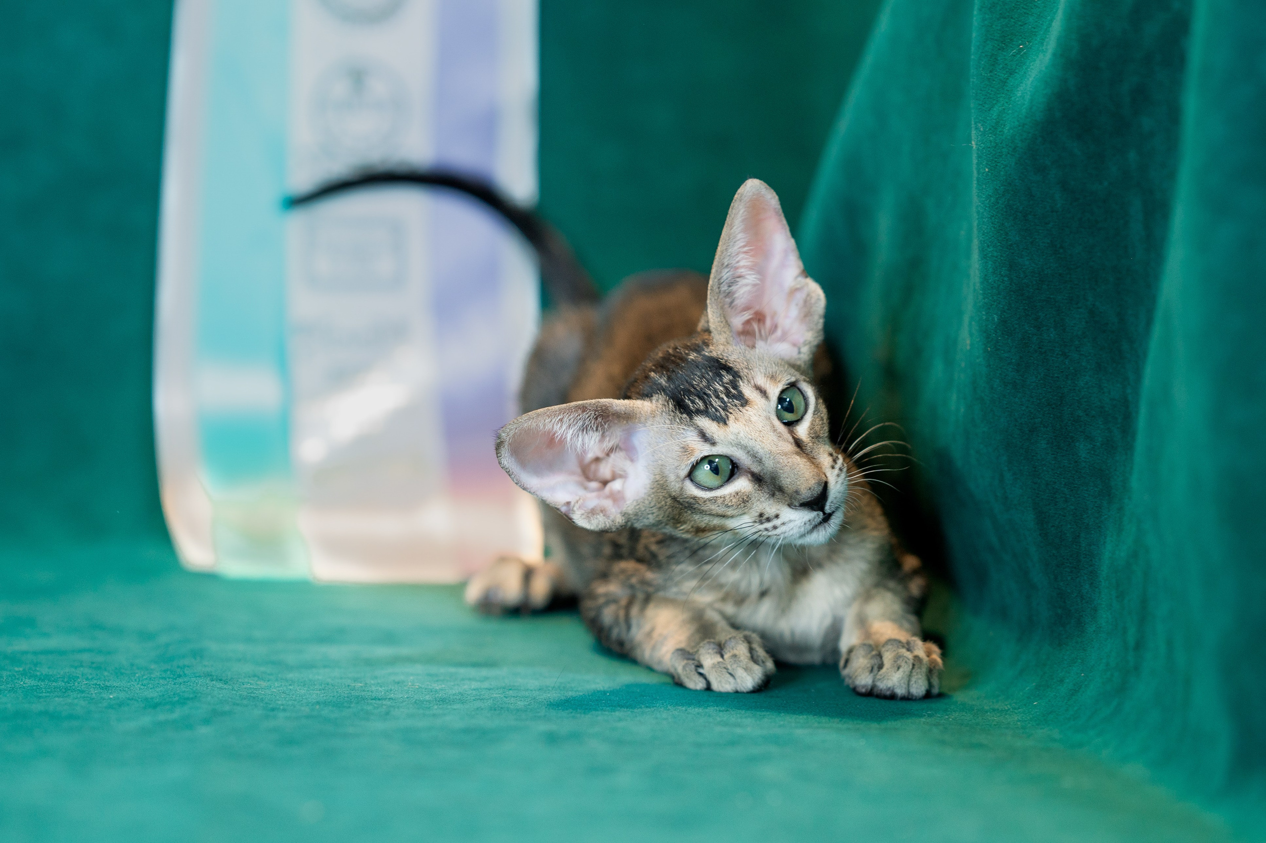 Заводчик Юлия Панова. Творческий фотограф Вологда