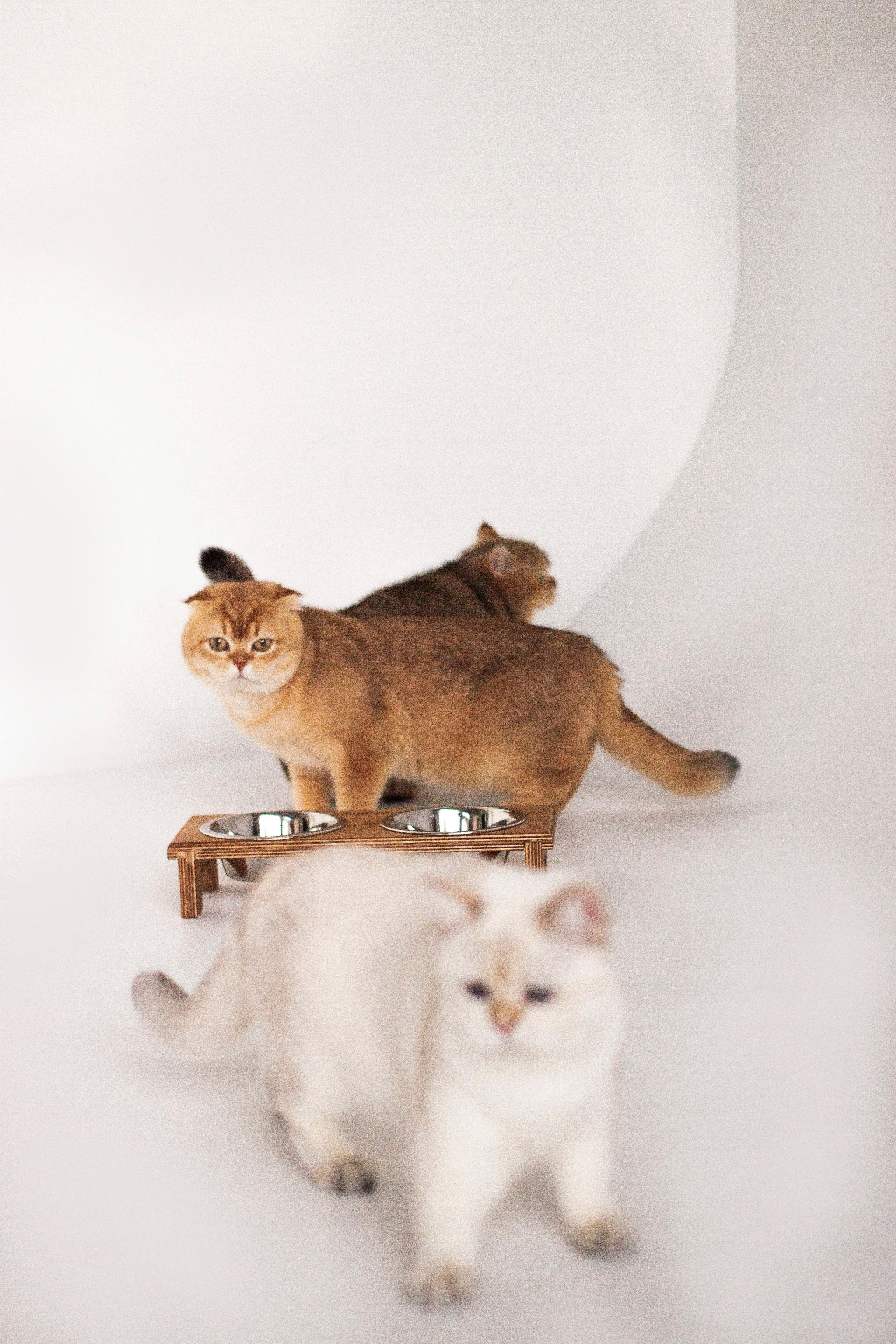 Работа с Tommy cat. Oksan_photo