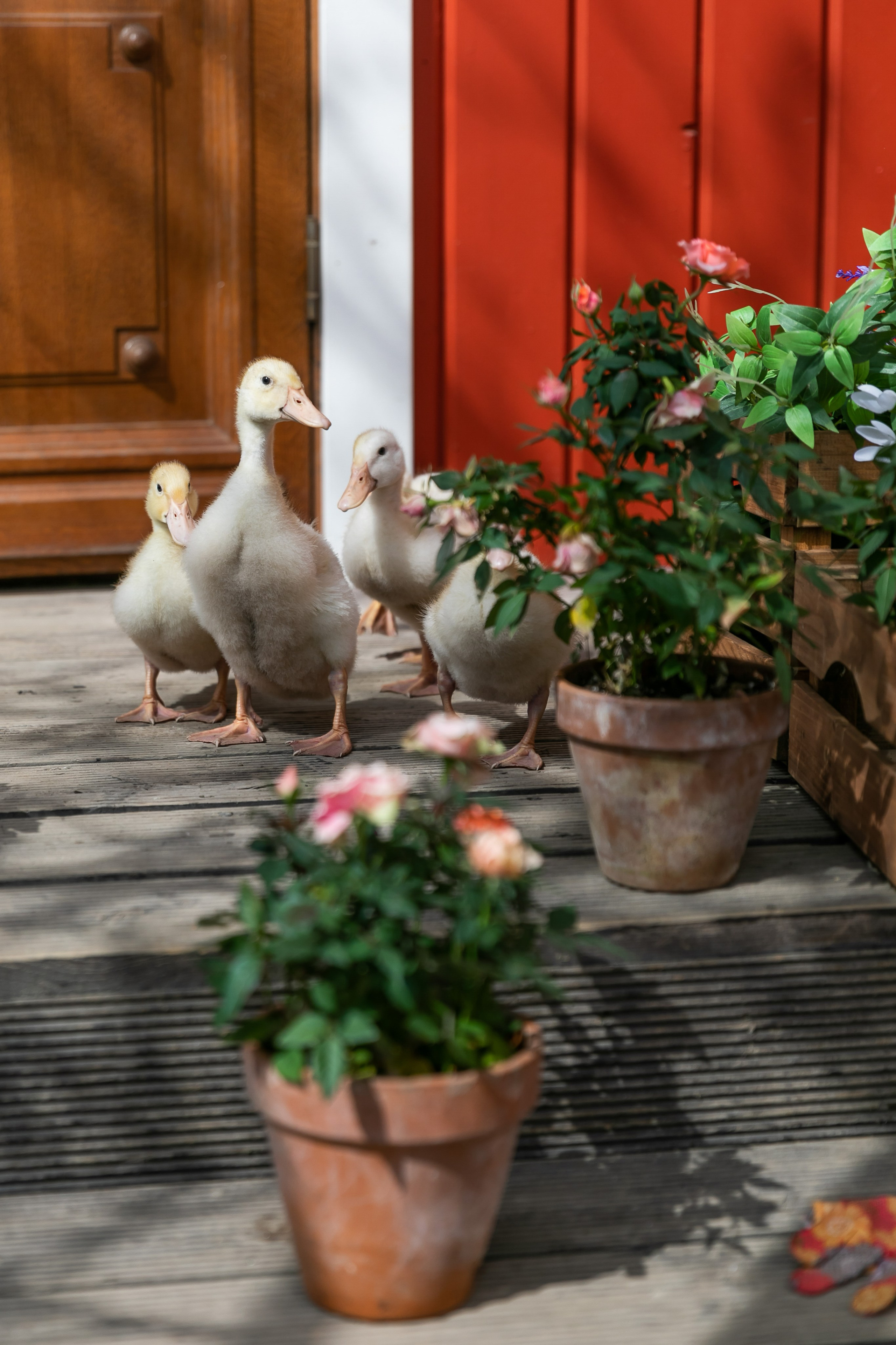 Съемка для проекта: Театрализованный ужин «Один летний день» в отеле Wawelberg. NesterovaMaria.ru