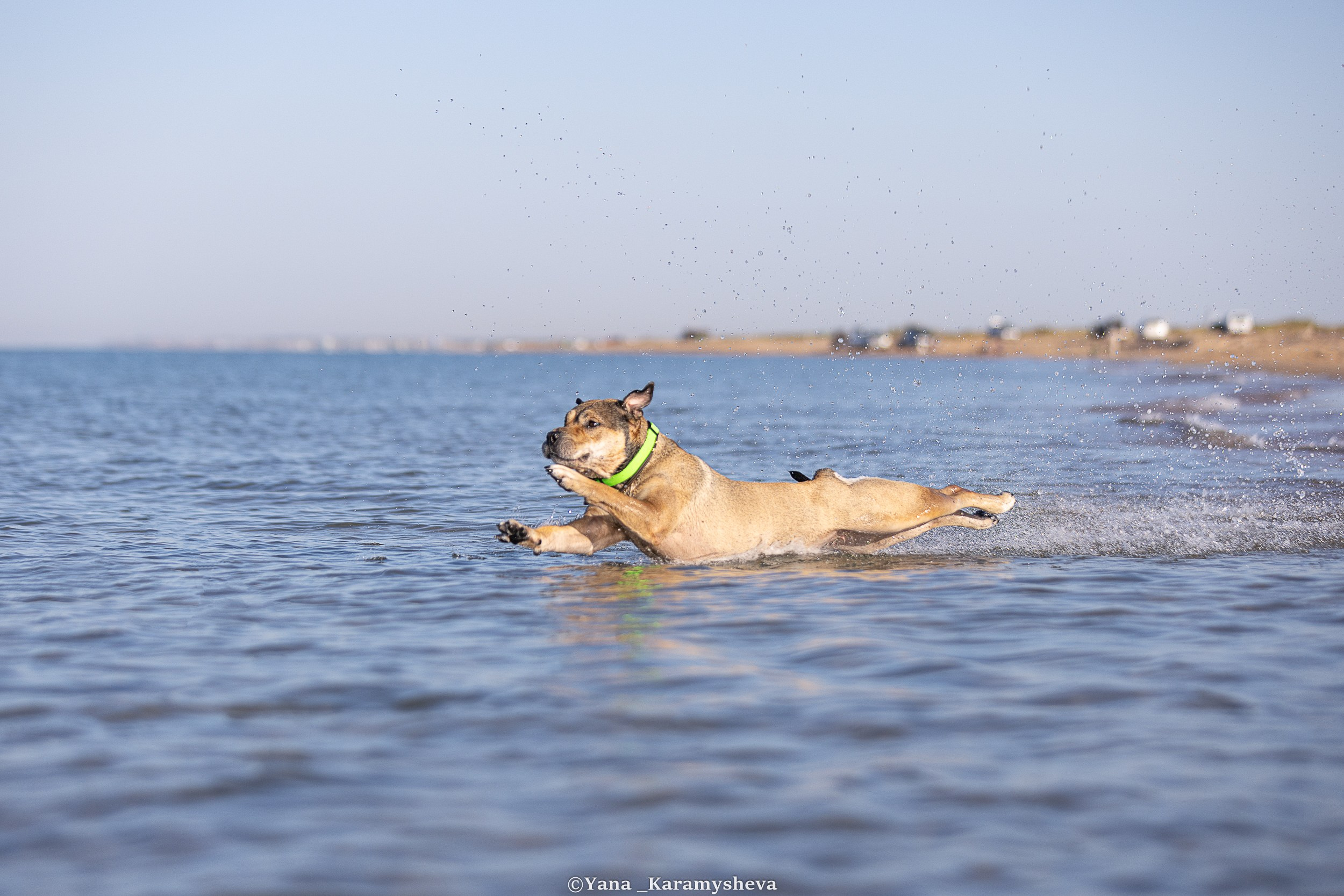 В движении. Yana Karamysheva Animal Photo