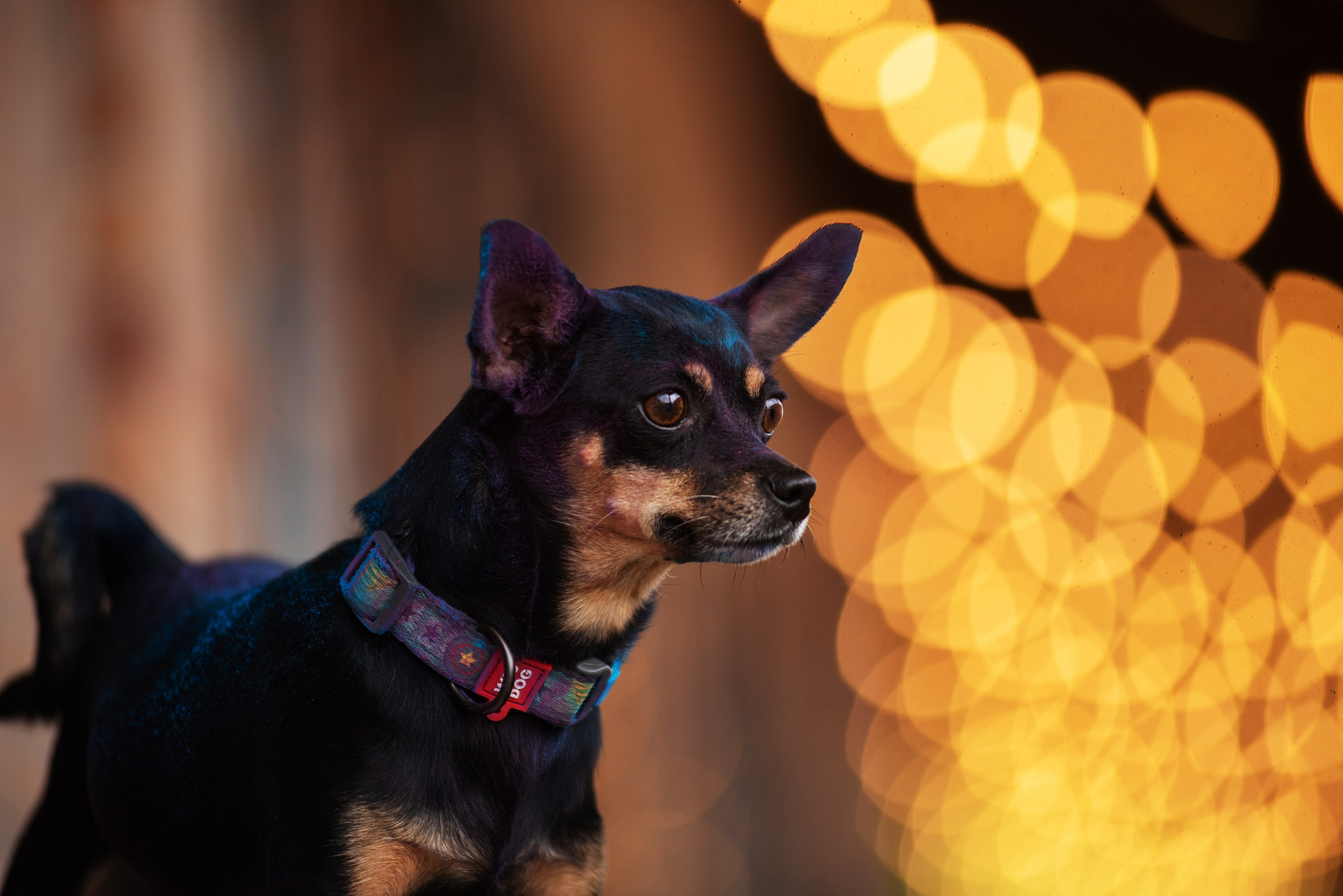 Мотя и краски холли. Дог-фотограф в Тюмени Александра Королева