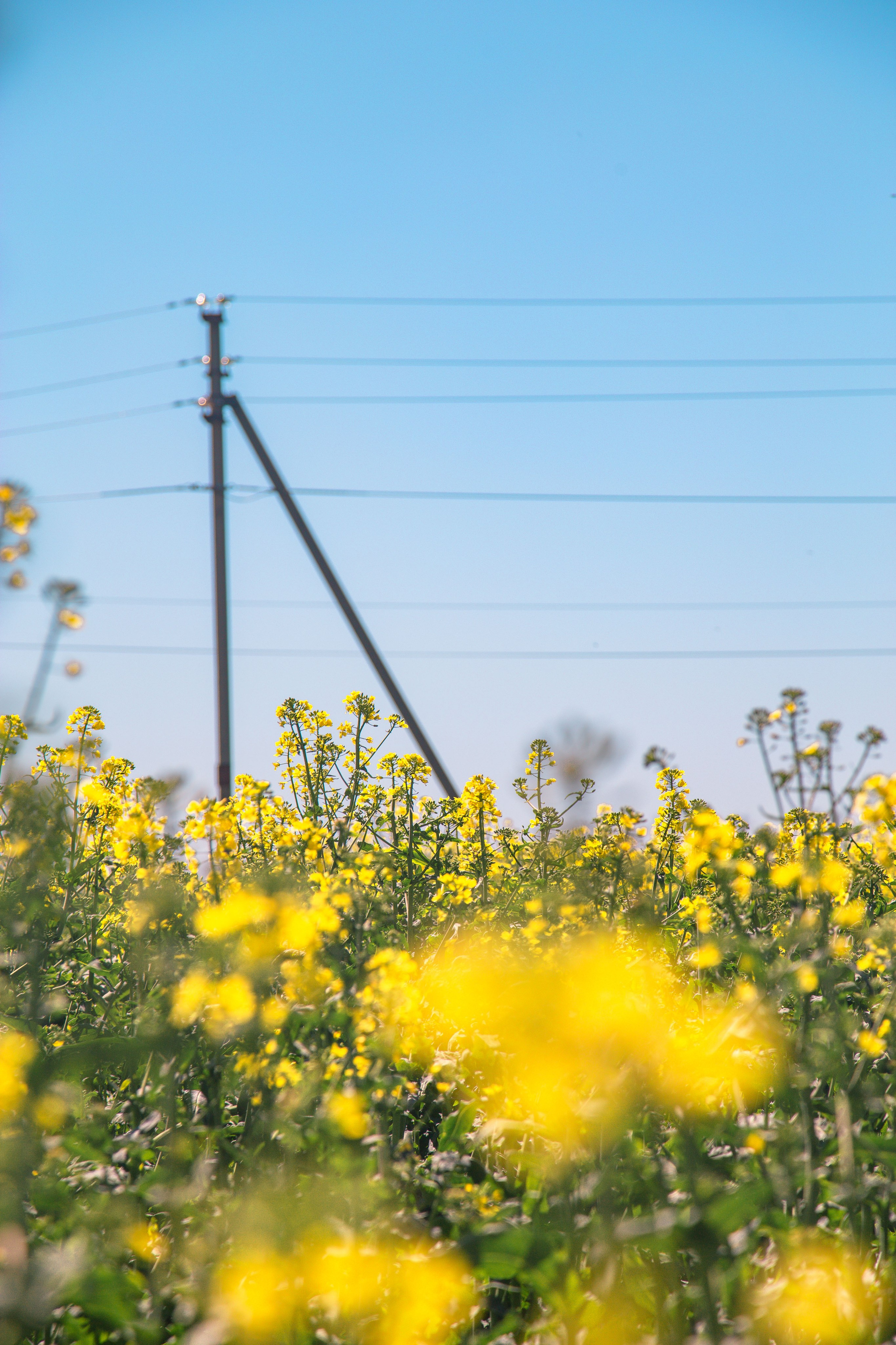 Рапсовые поля. Dmitriy [KCCC] is a pretty cool photographer