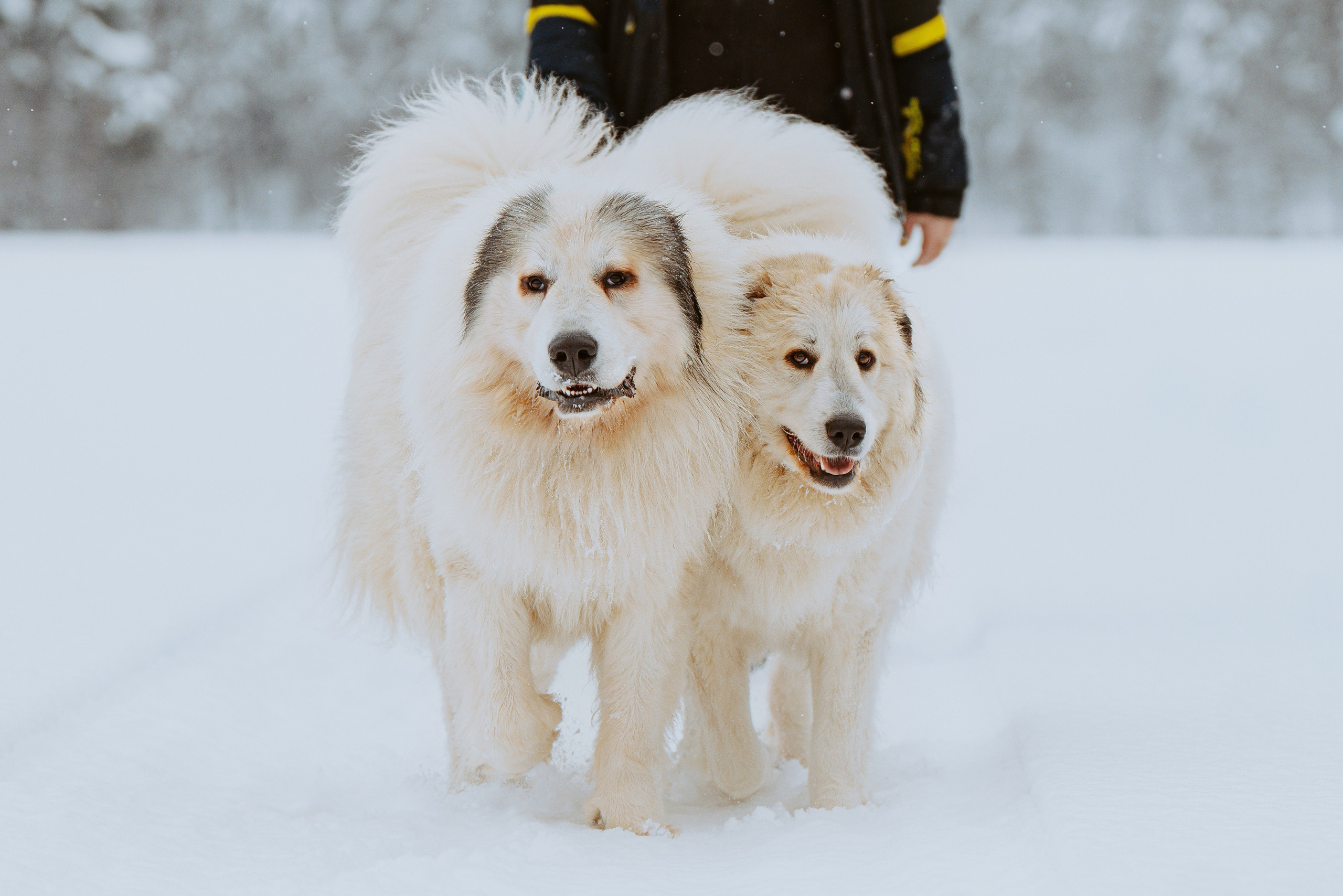 Фотограф питомцев в Санкт-Петербурге. Фотограф анималист в Спб недорого Олеся Майорова
