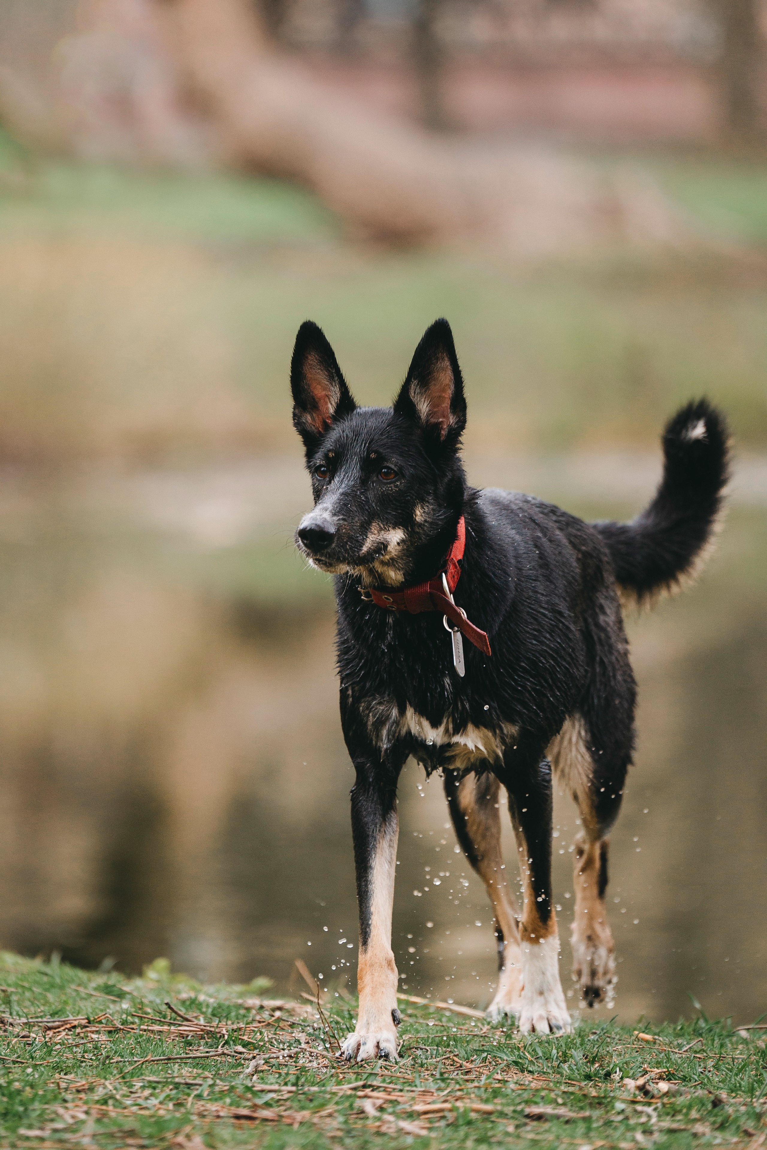 Эля и Шиза. Фотограф анималист в Спб недорого Олеся Майорова