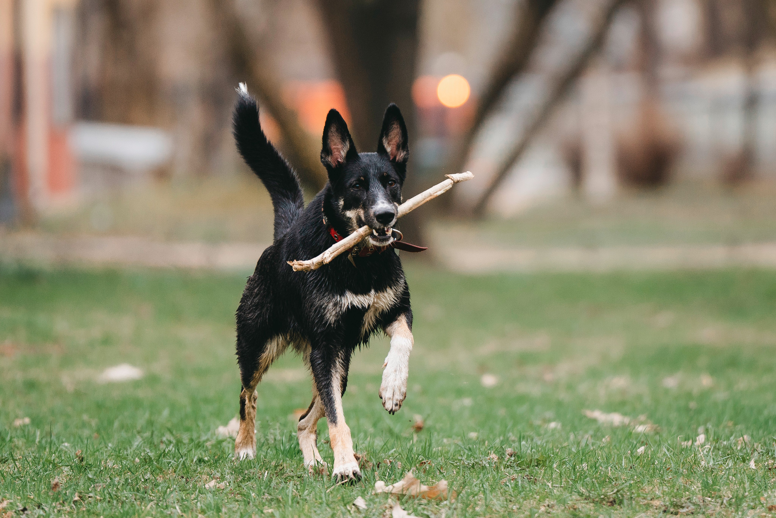 Эля и Шиза. Фотограф анималист в Спб недорого Олеся Майорова