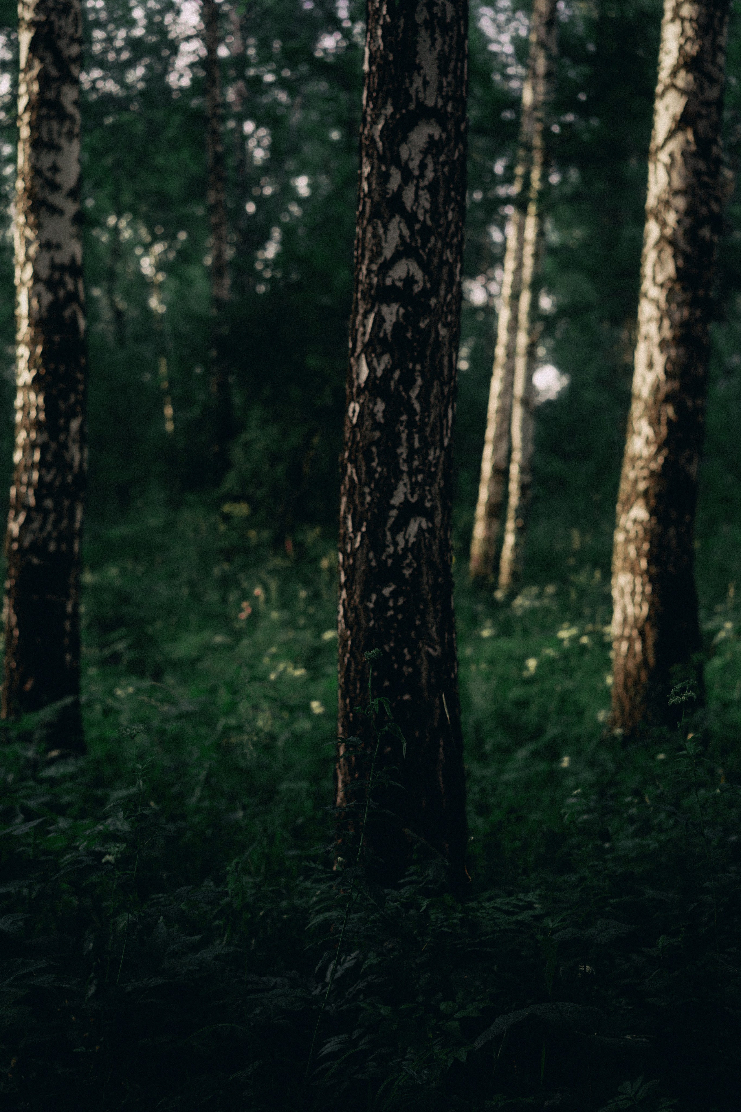 Лес. Veronika Popadeikina Photographer