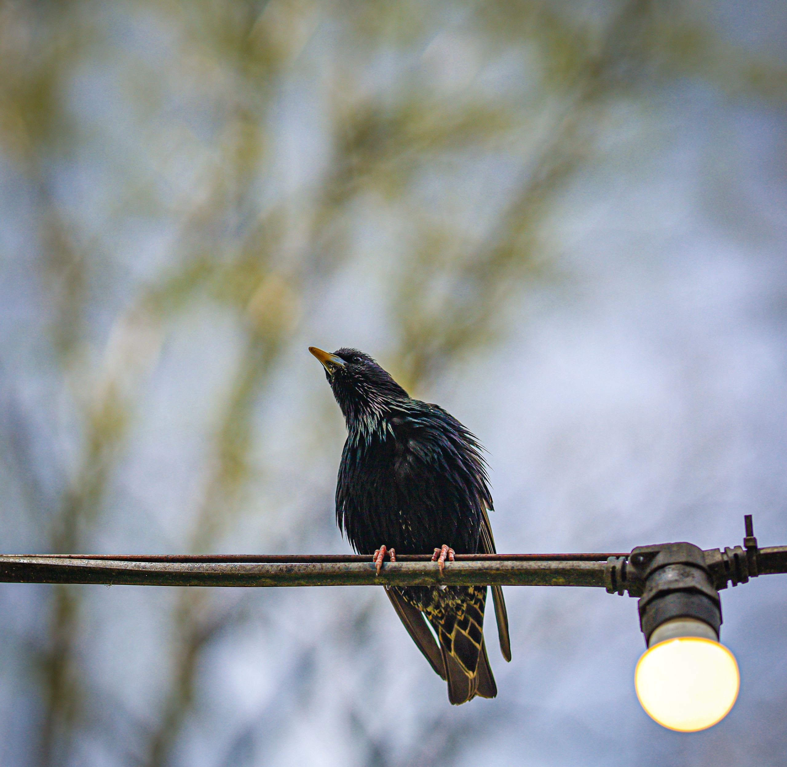 Природа &. Фотохудожник в СПб