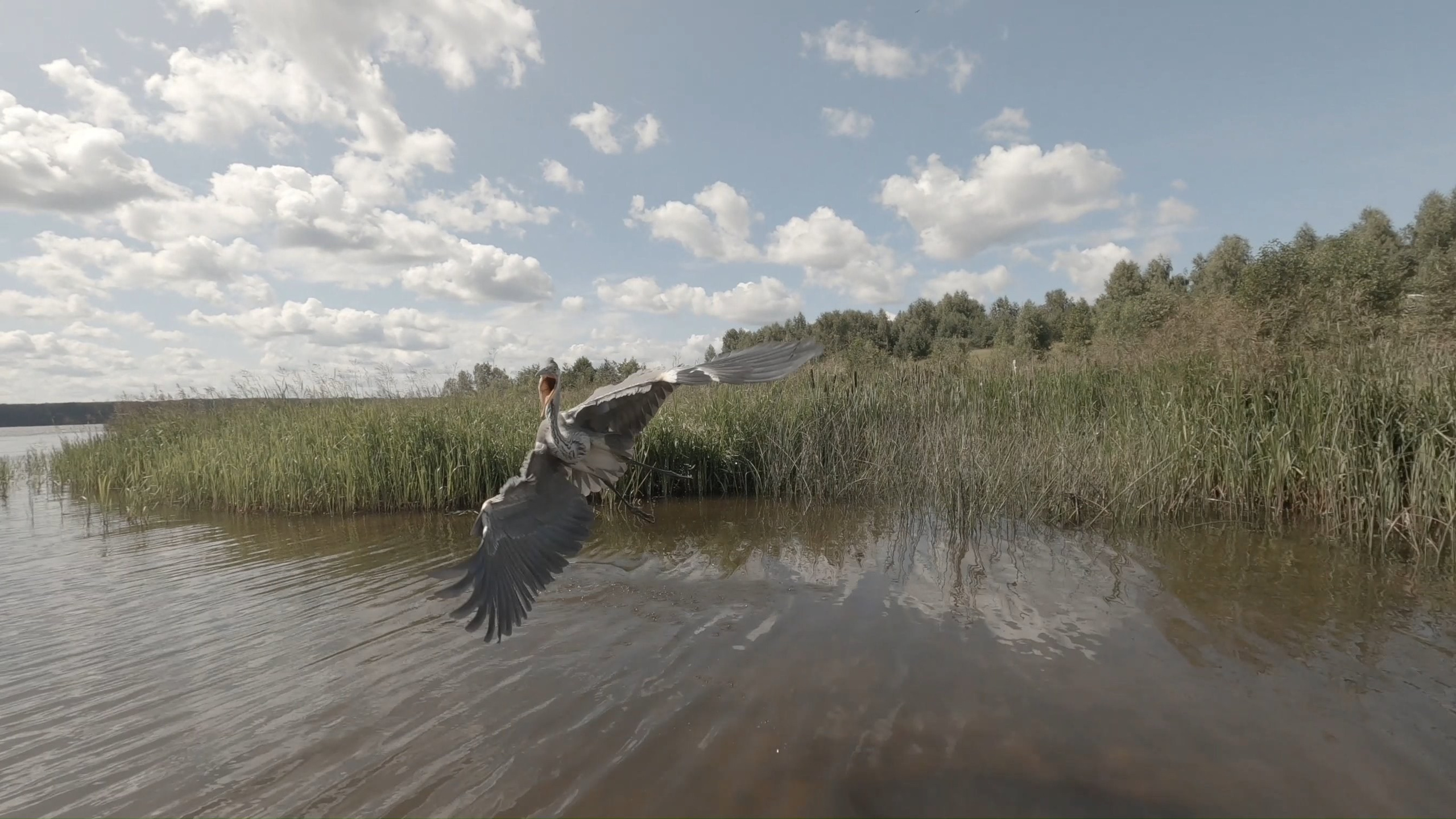 Птицы. Владимир Петухов — фотограф в г. Кинешма. Оператор FPV