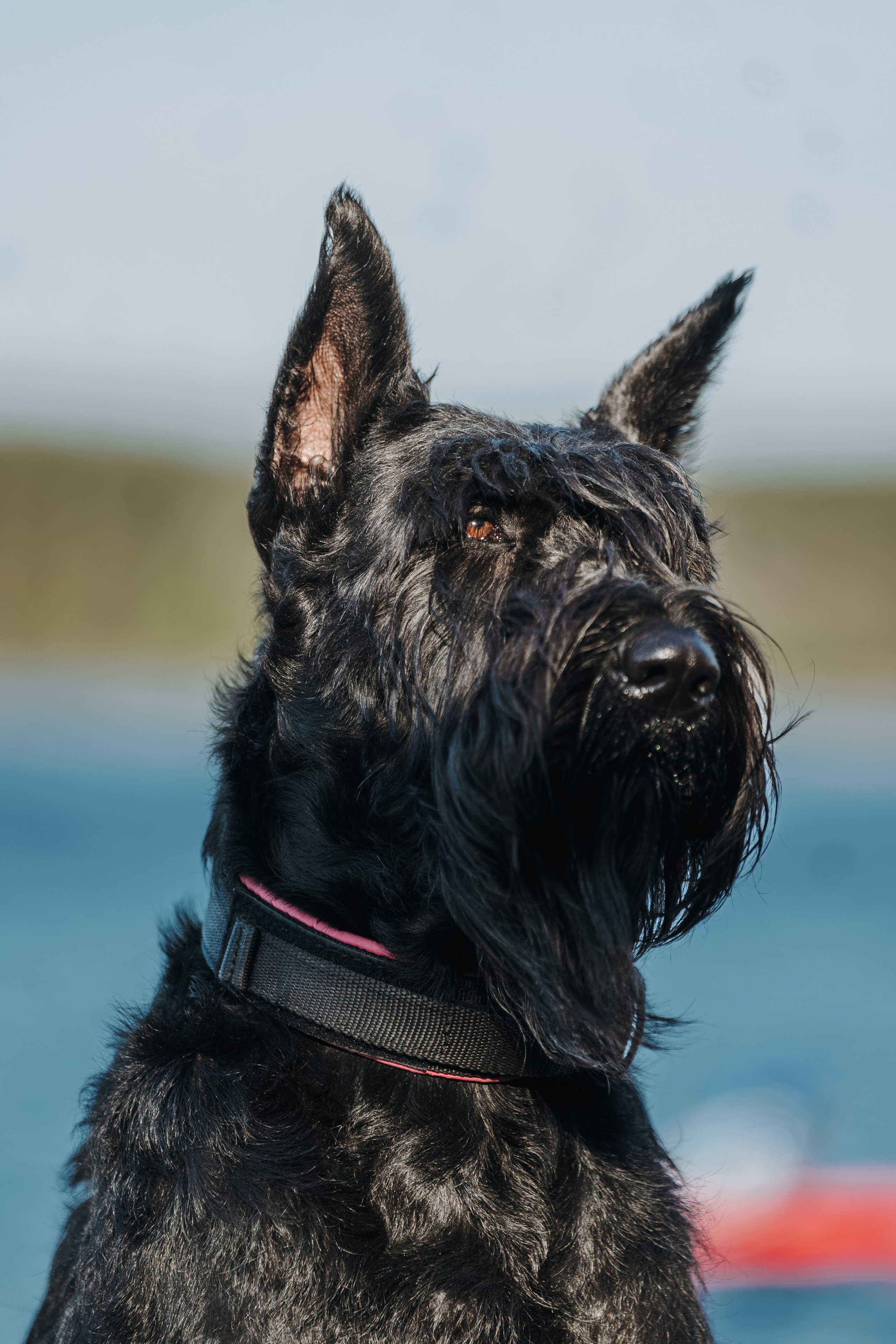 Соревнования по ноузворку в Лосево. Фотограф анималист в Спб недорого Олеся Майорова