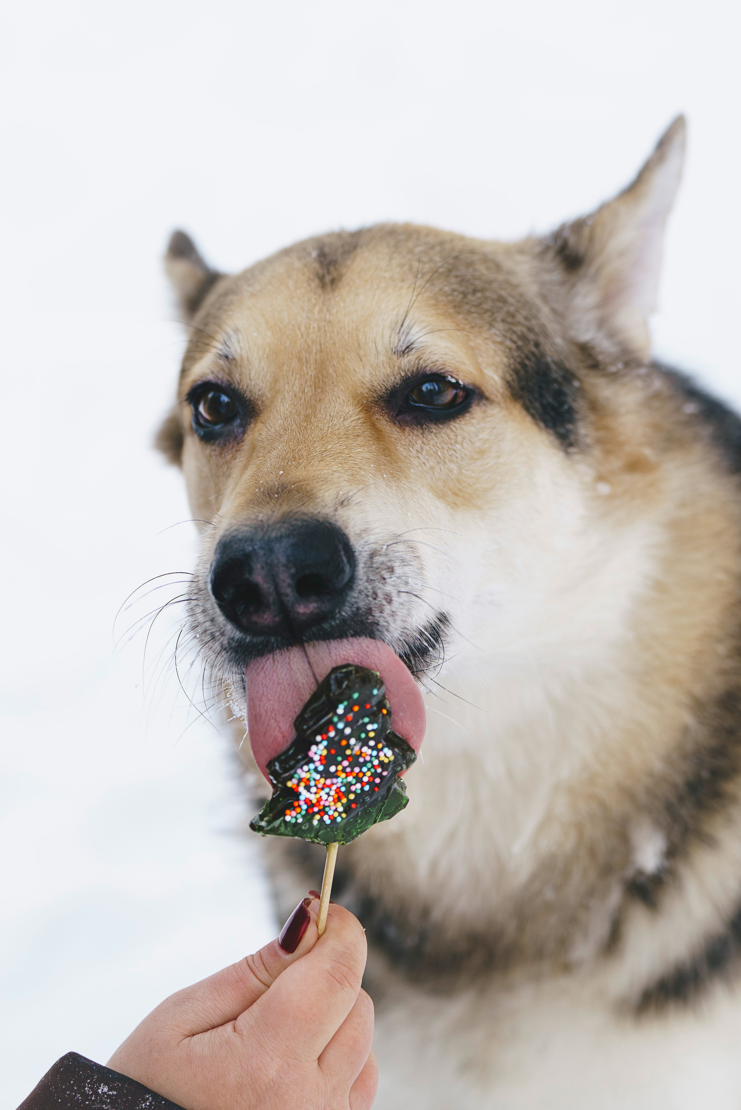 Рэй, Кузя, Ольга и Александр. Фотограф анималист в Спб недорого Олеся Майорова