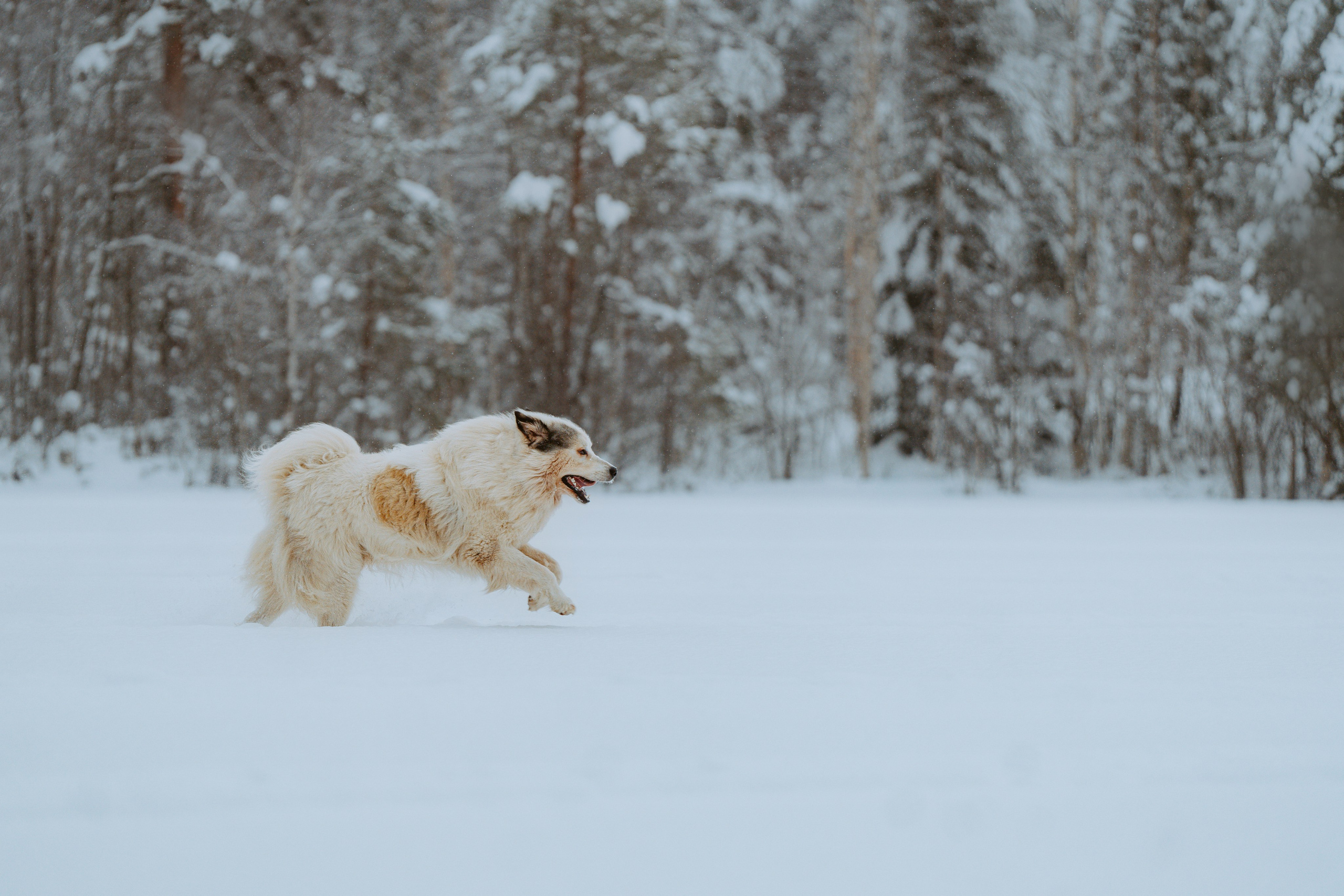 Фотограф питомцев в Санкт-Петербурге. Фотограф анималист в Спб недорого Олеся Майорова