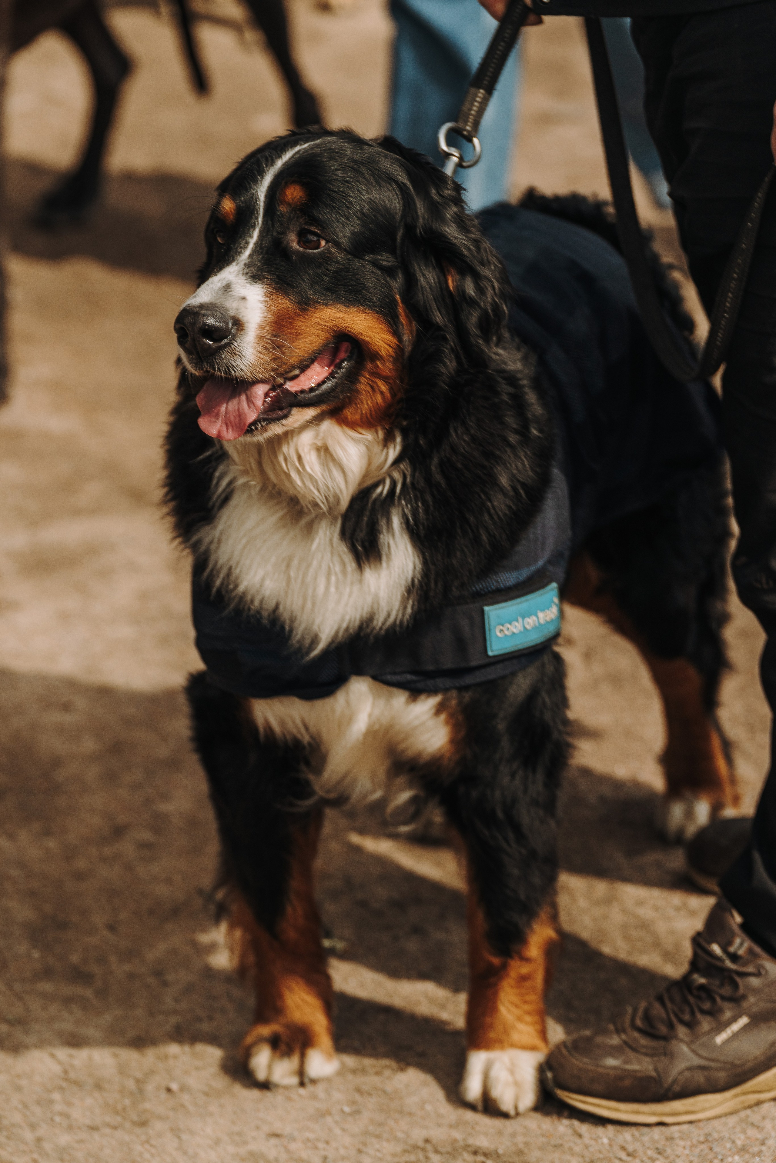 Соревнования по ноузворку. Фотограф анималист в Спб недорого Олеся Майорова